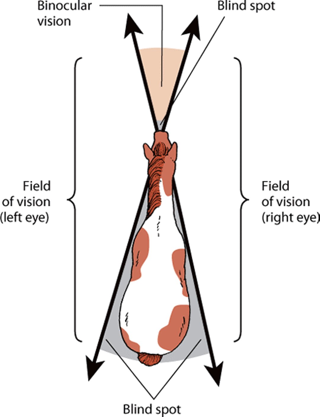 Vision range, horse