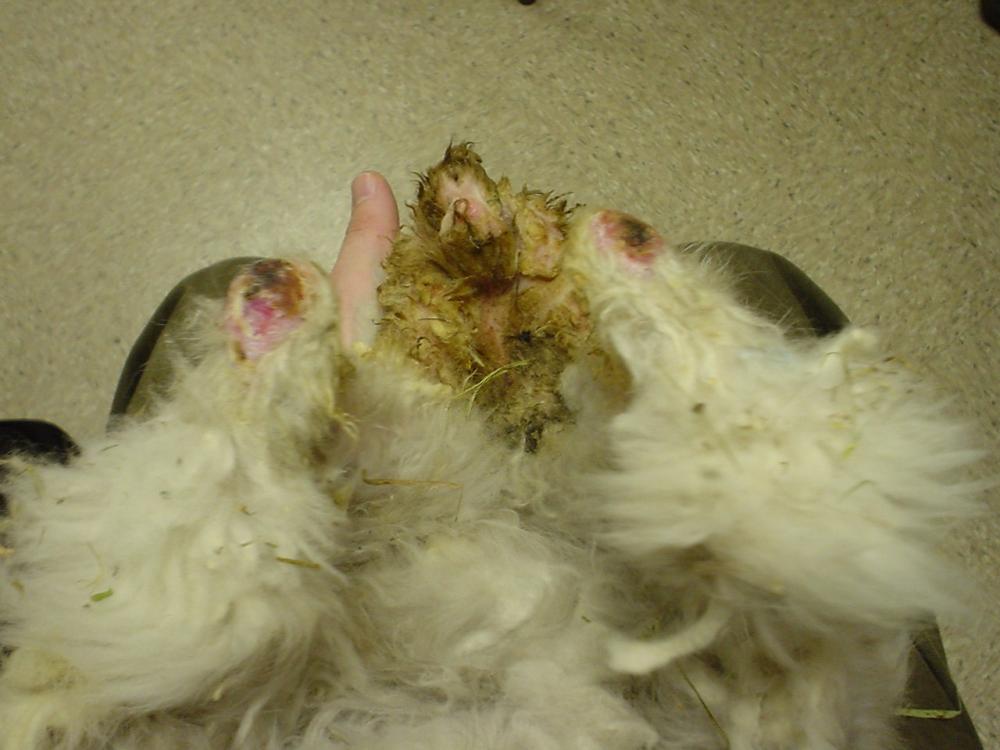 Image:Hutch burn, rabbit-MSD Veterinary Manual