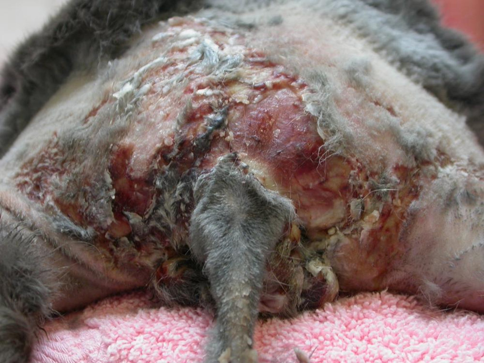 Hutch burn dermatitis, rabbit