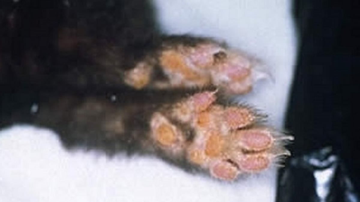 Hyperkeratosis of footpads, ferret