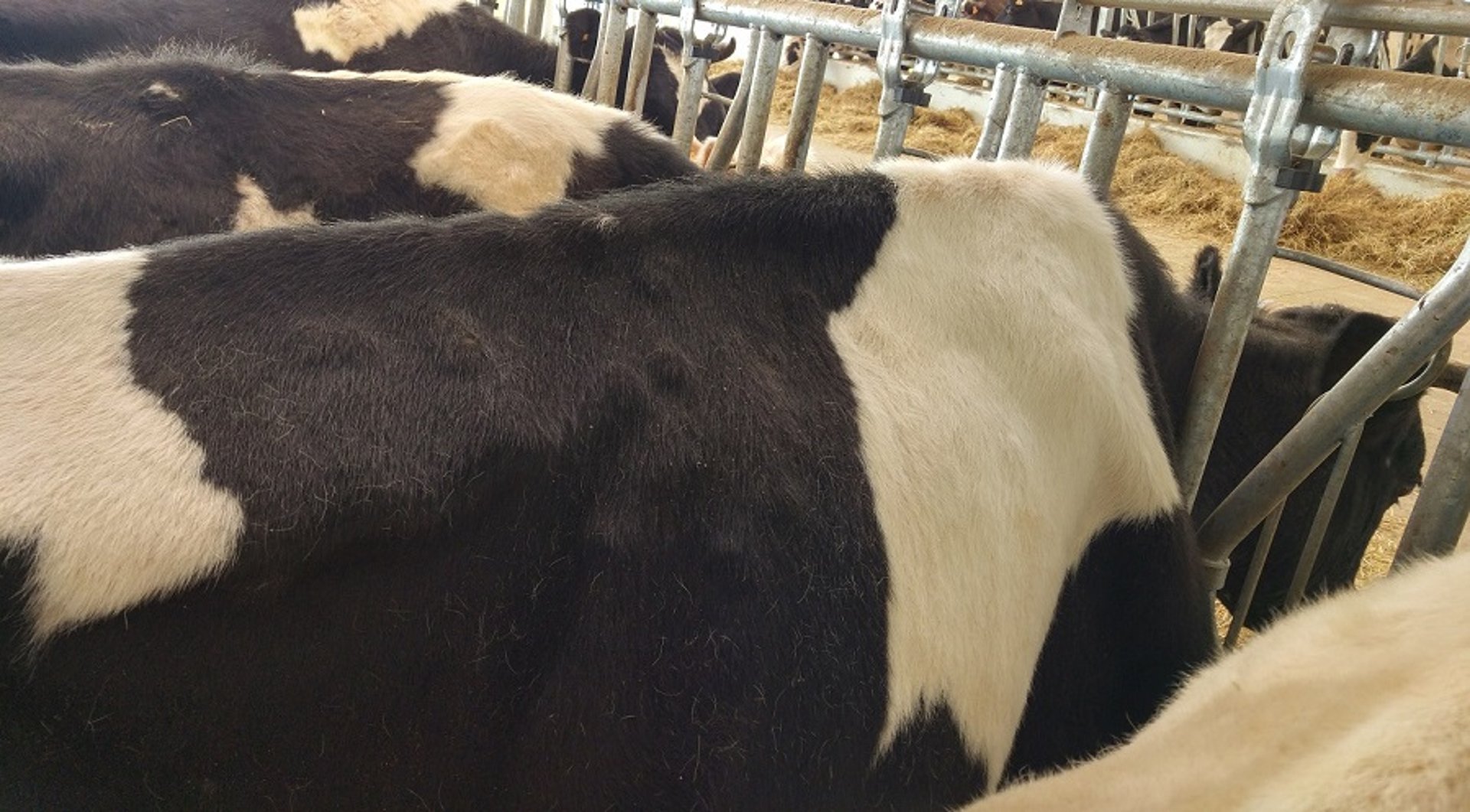 <i >Hypoderma lineatum</i> infestation, Frisian cow
