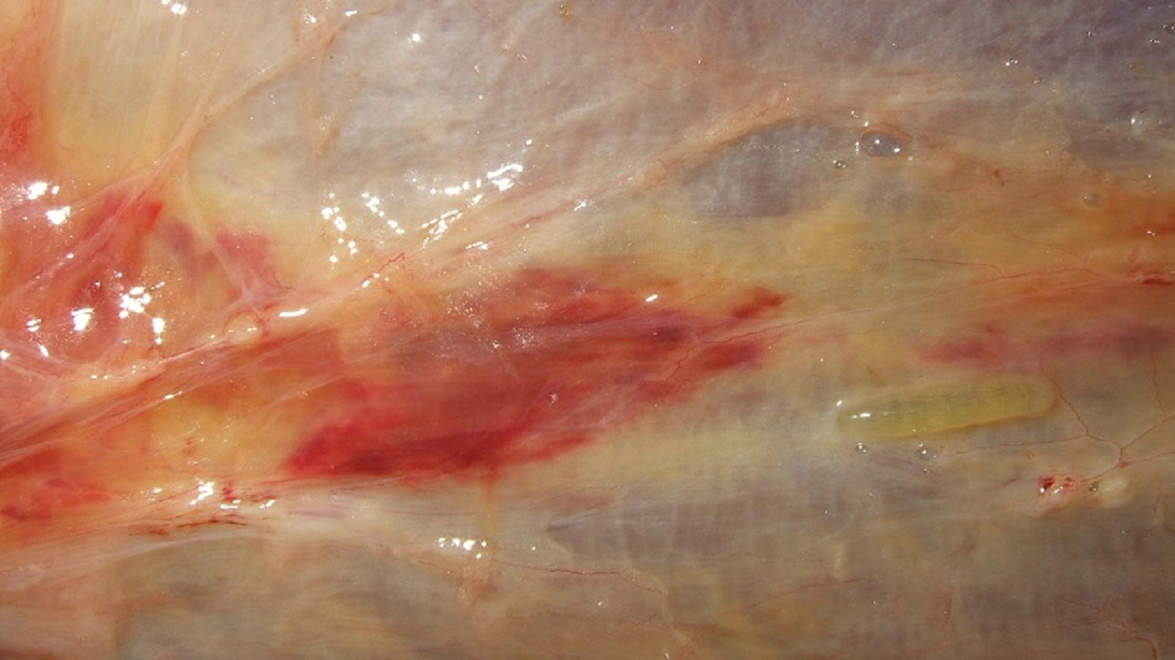 <i >Hypoderma lineatum</i>, lesions