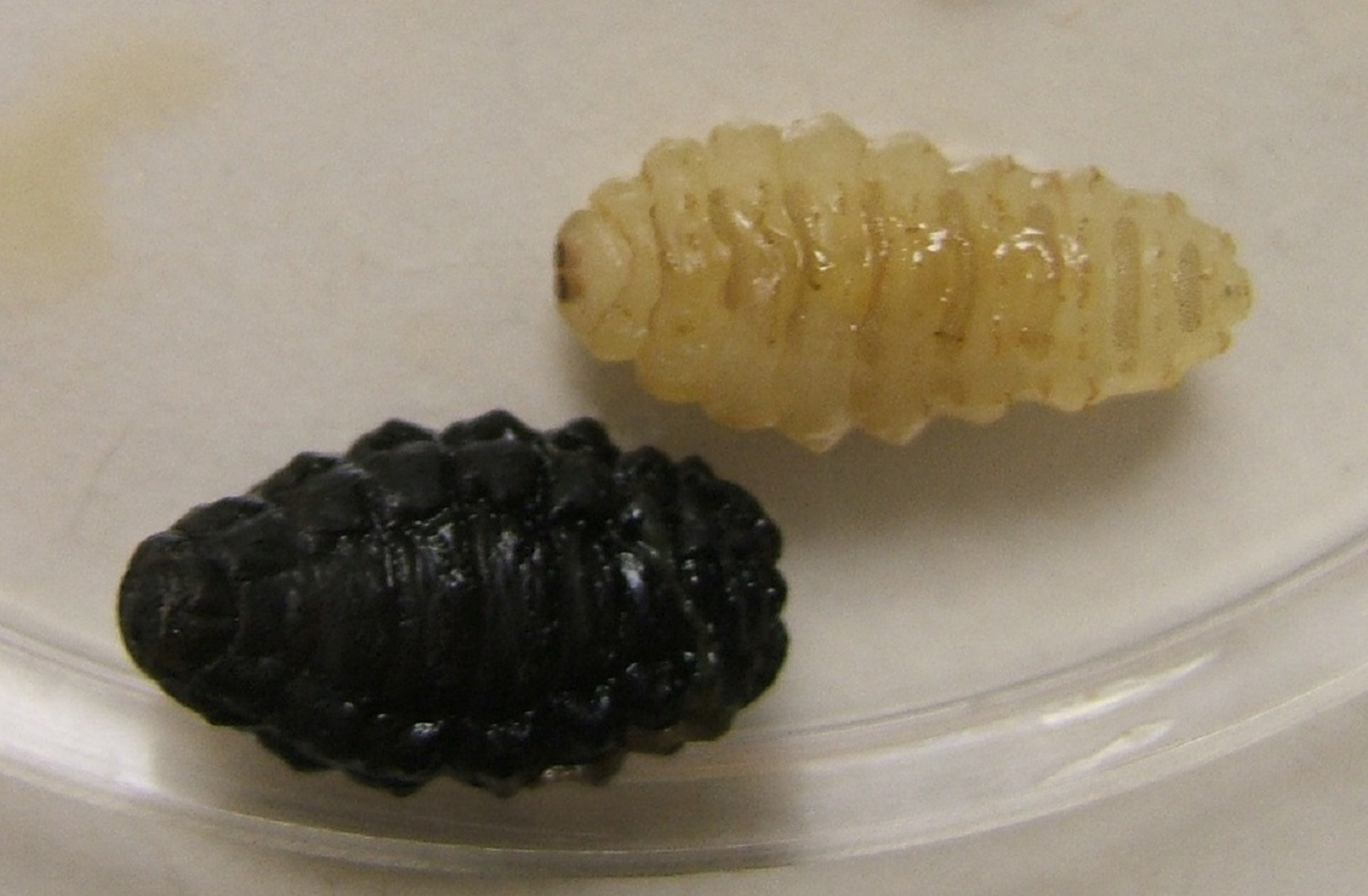 <i >Hypoderma lineatum</i>, third-stage larvae