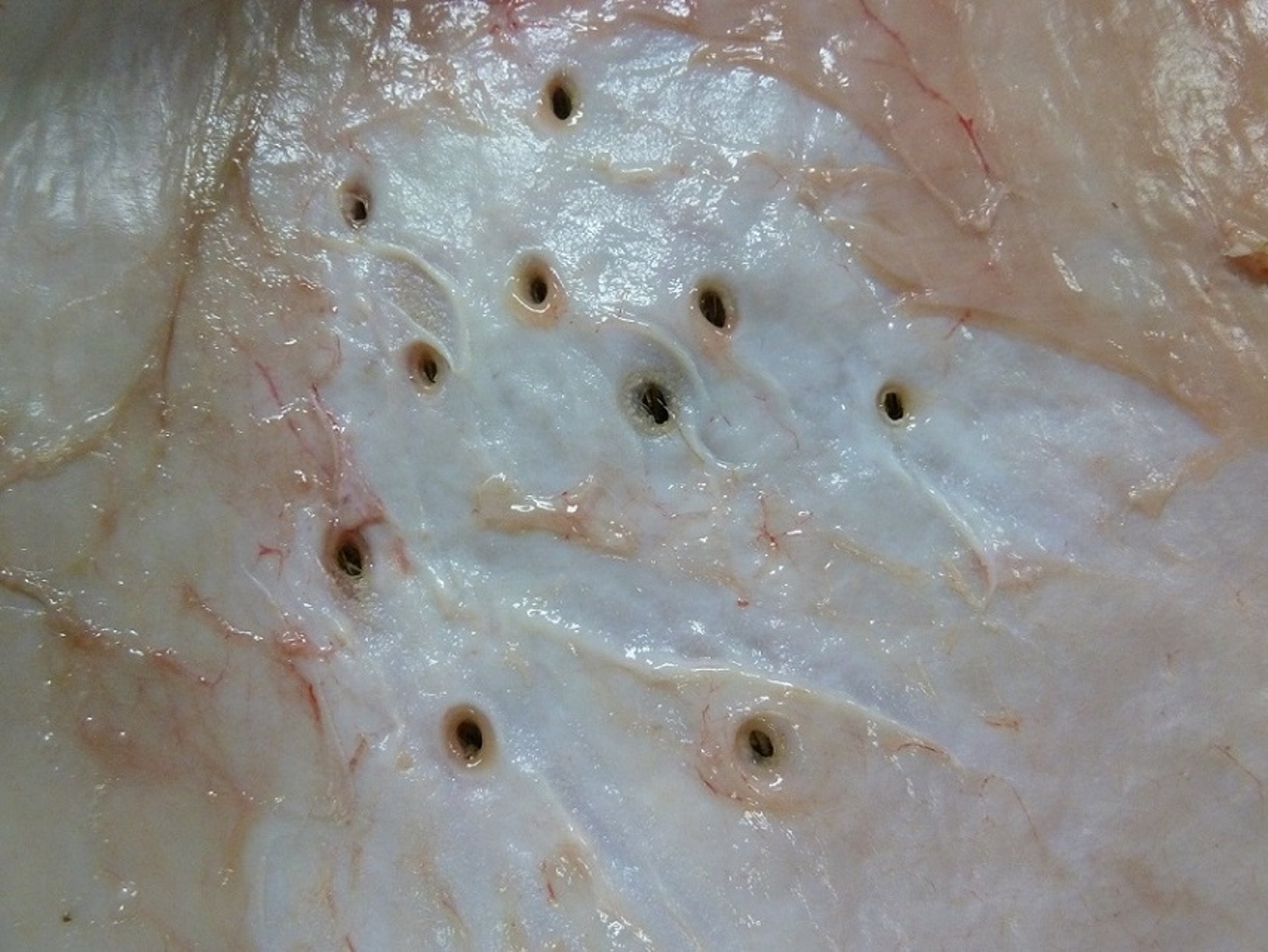 <i >Hypoderma</i> spp infection cattle, larvae breathing holes