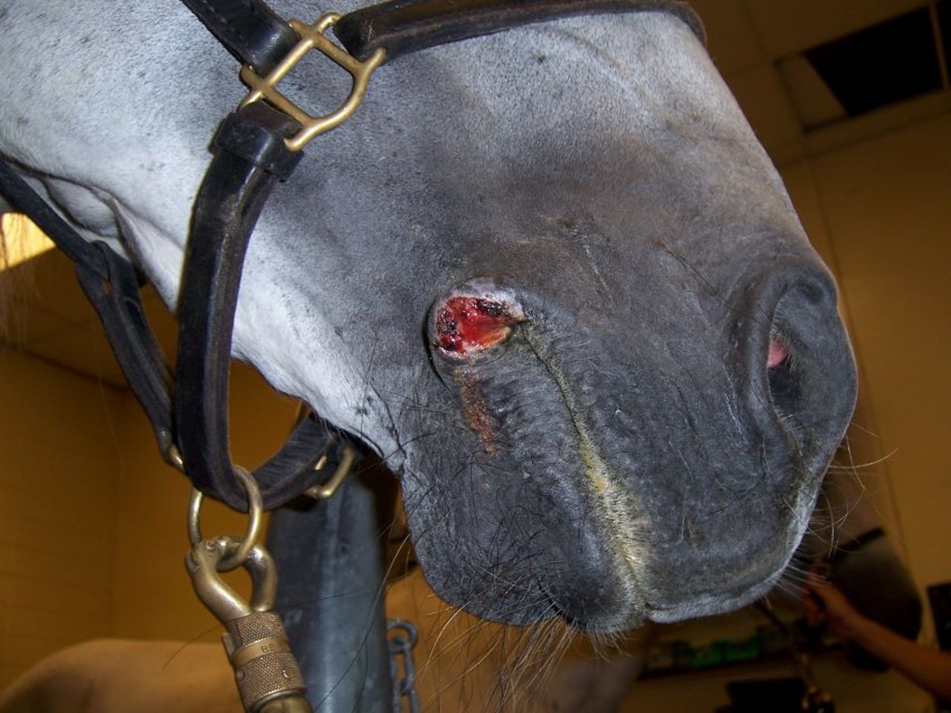 Habronemiasis, oral commissure, horse