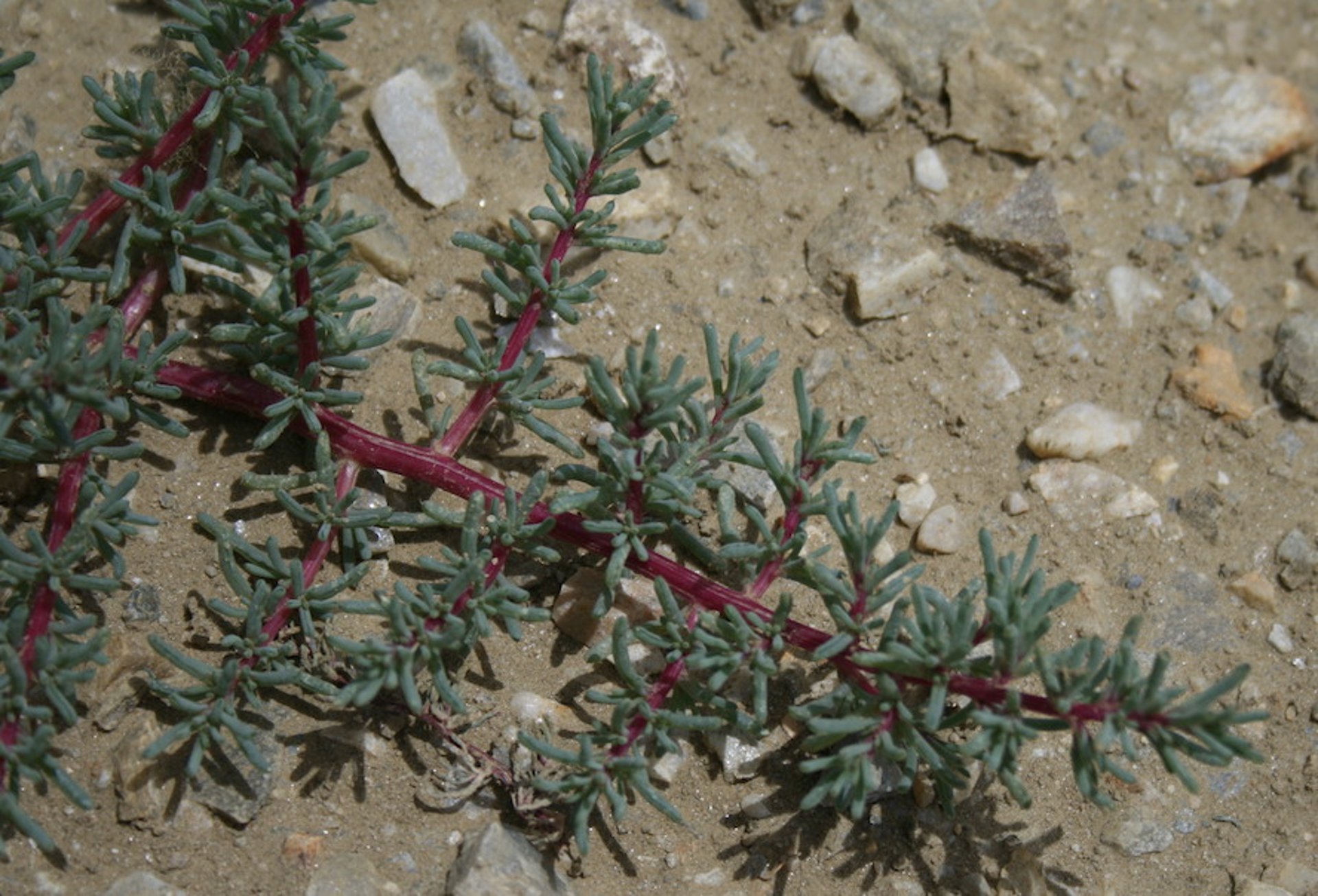 <i >Halogeton glomeratus</i> (halogetón, aral barilla)