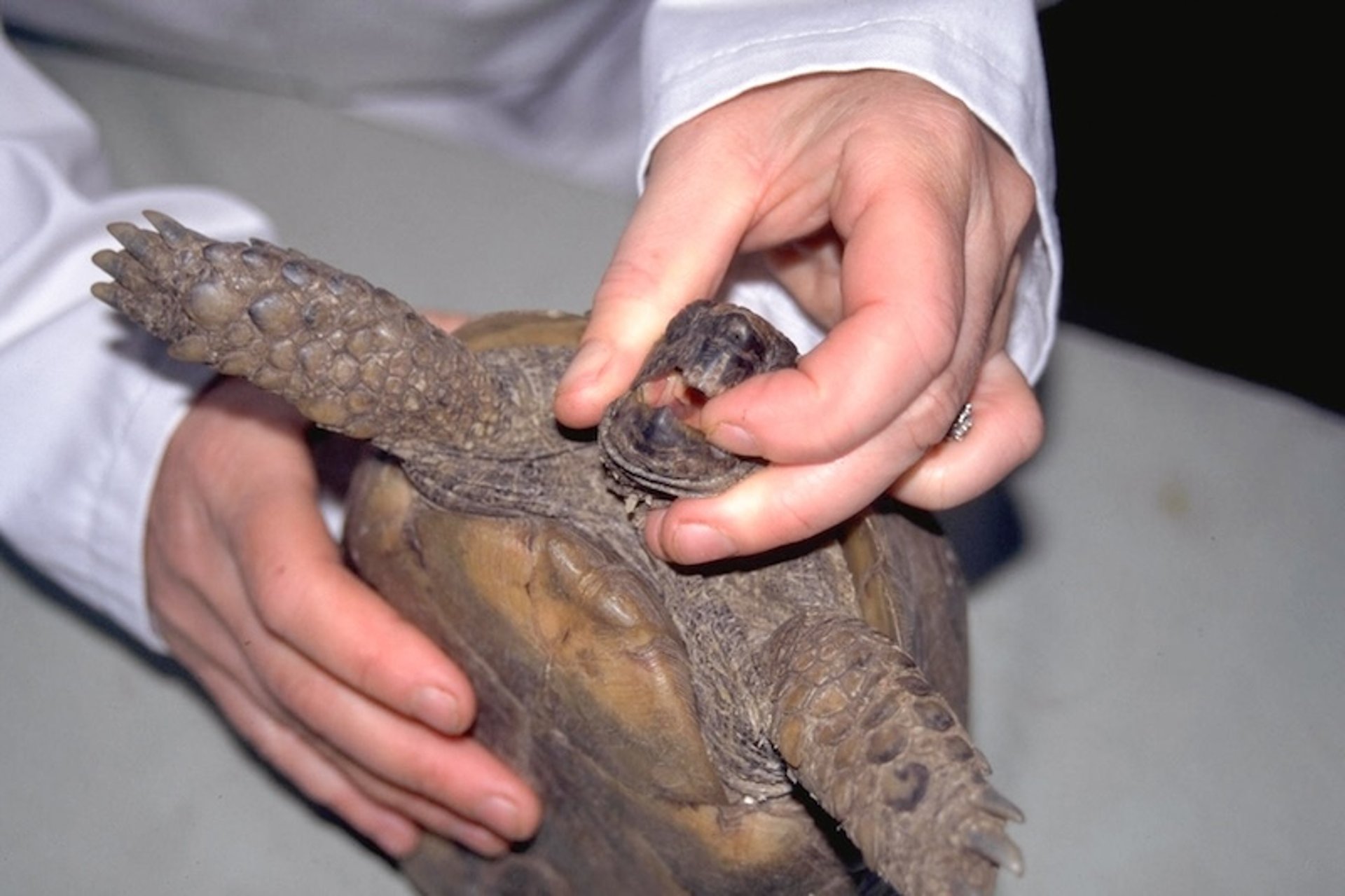 Handling technique, small tortoise