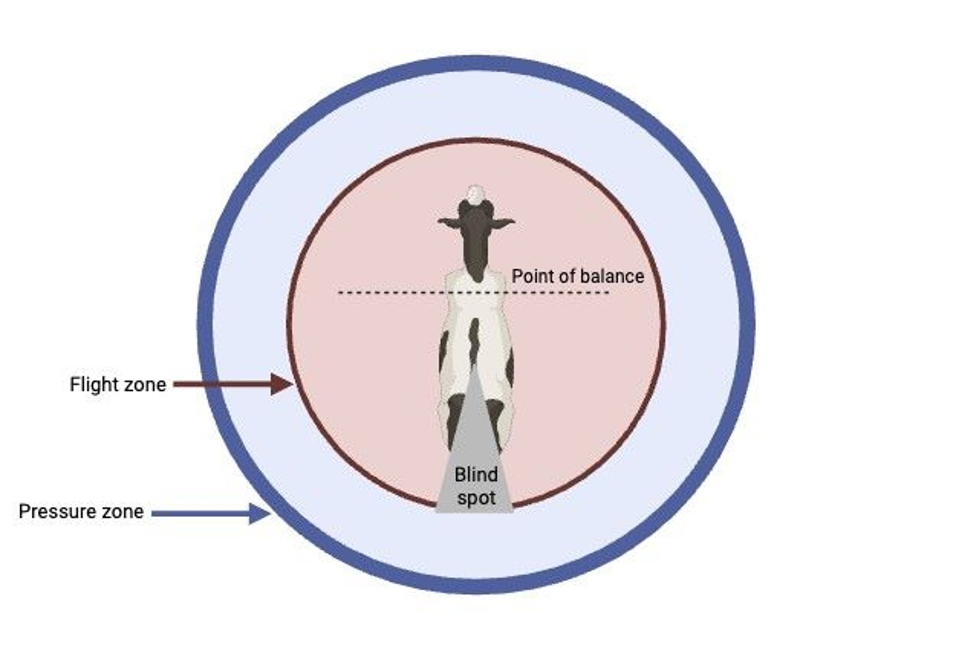 Handling zones, cattle