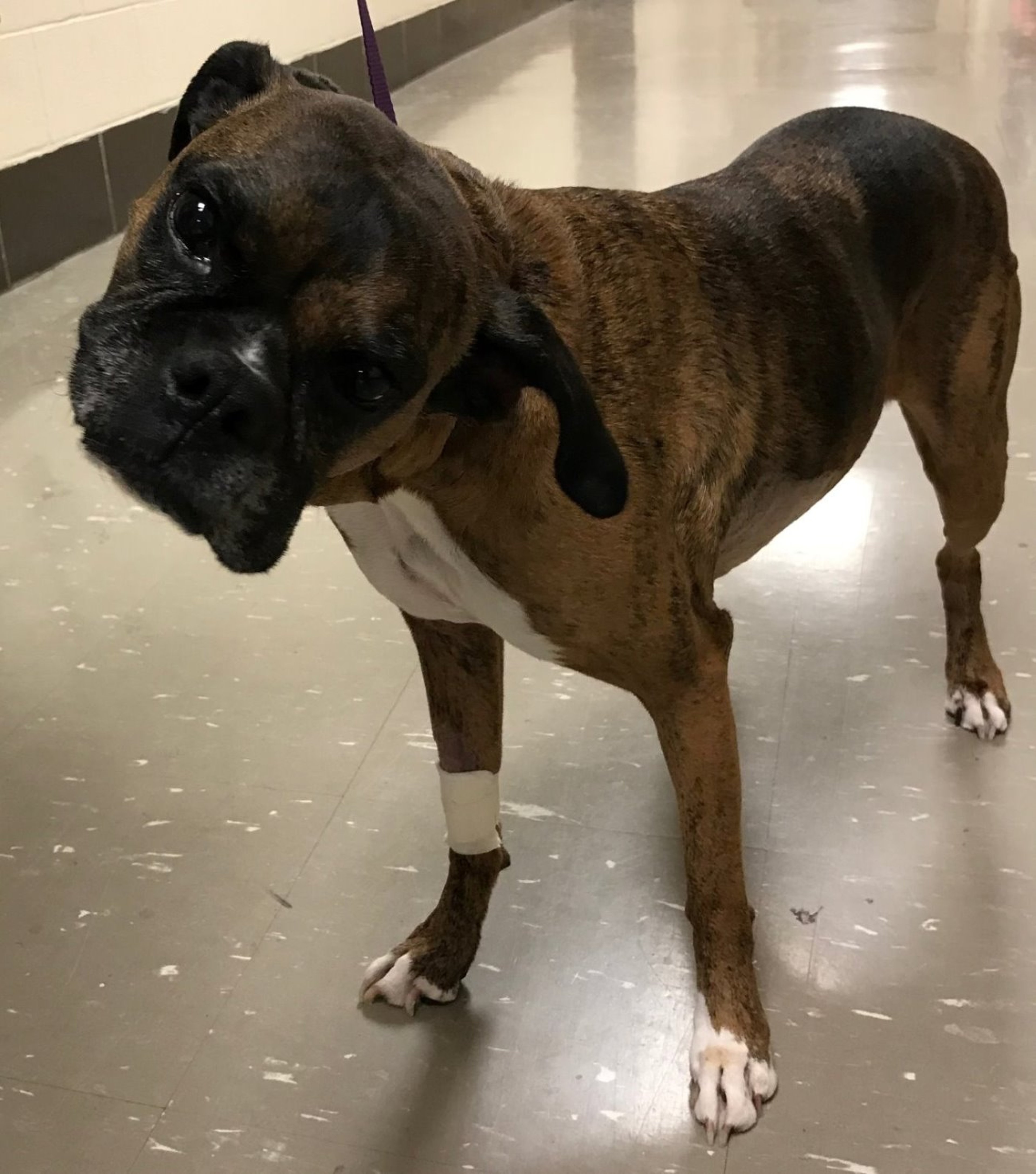 Head tilt, otitis media and interna, dog