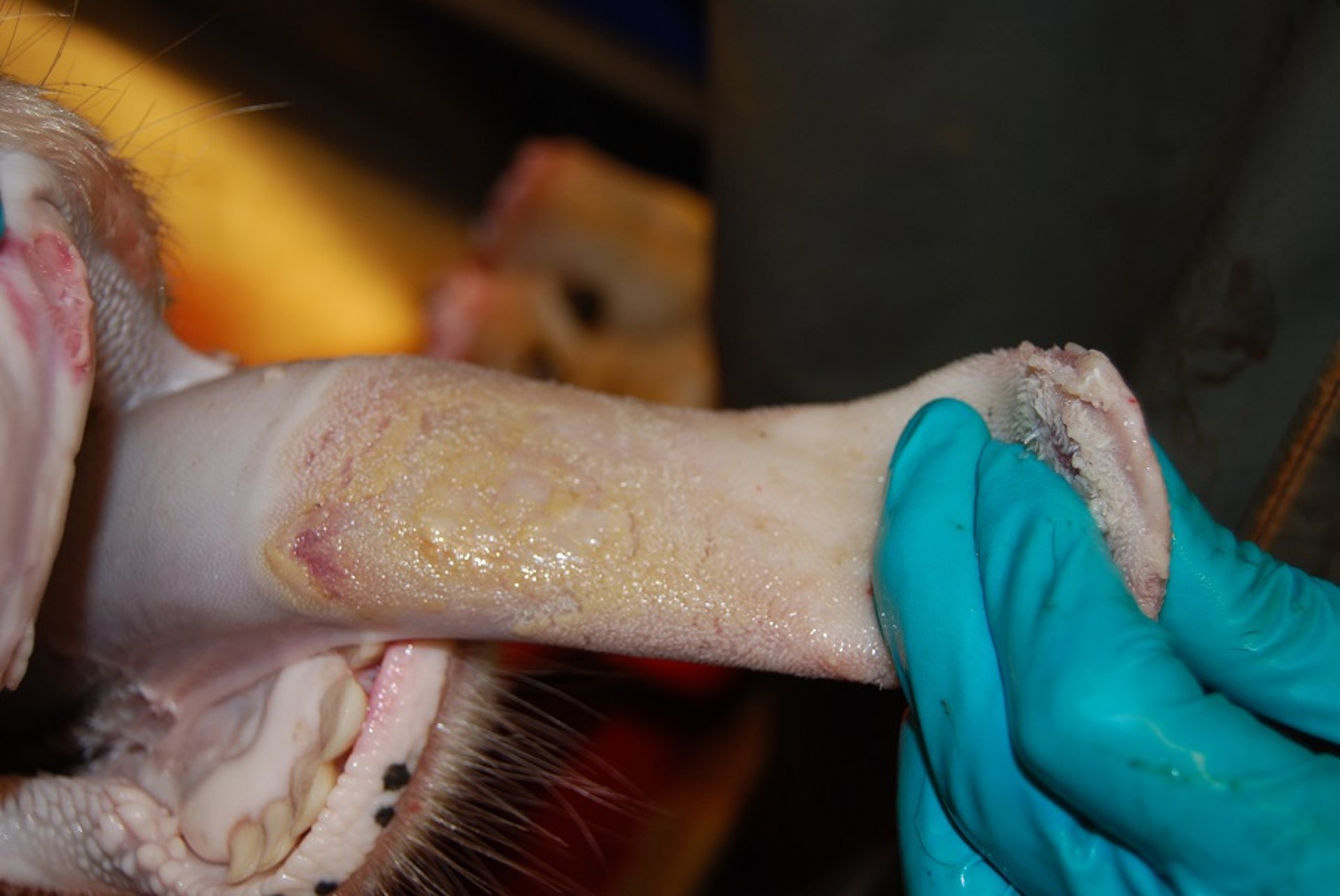 Lesión en proceso de cicatrización, lengua, fiebre aftosa, vaca