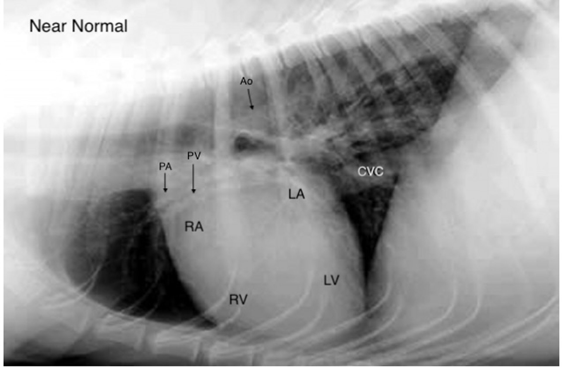 Heartworm disease, mild lesions, lateral radiograph, dog