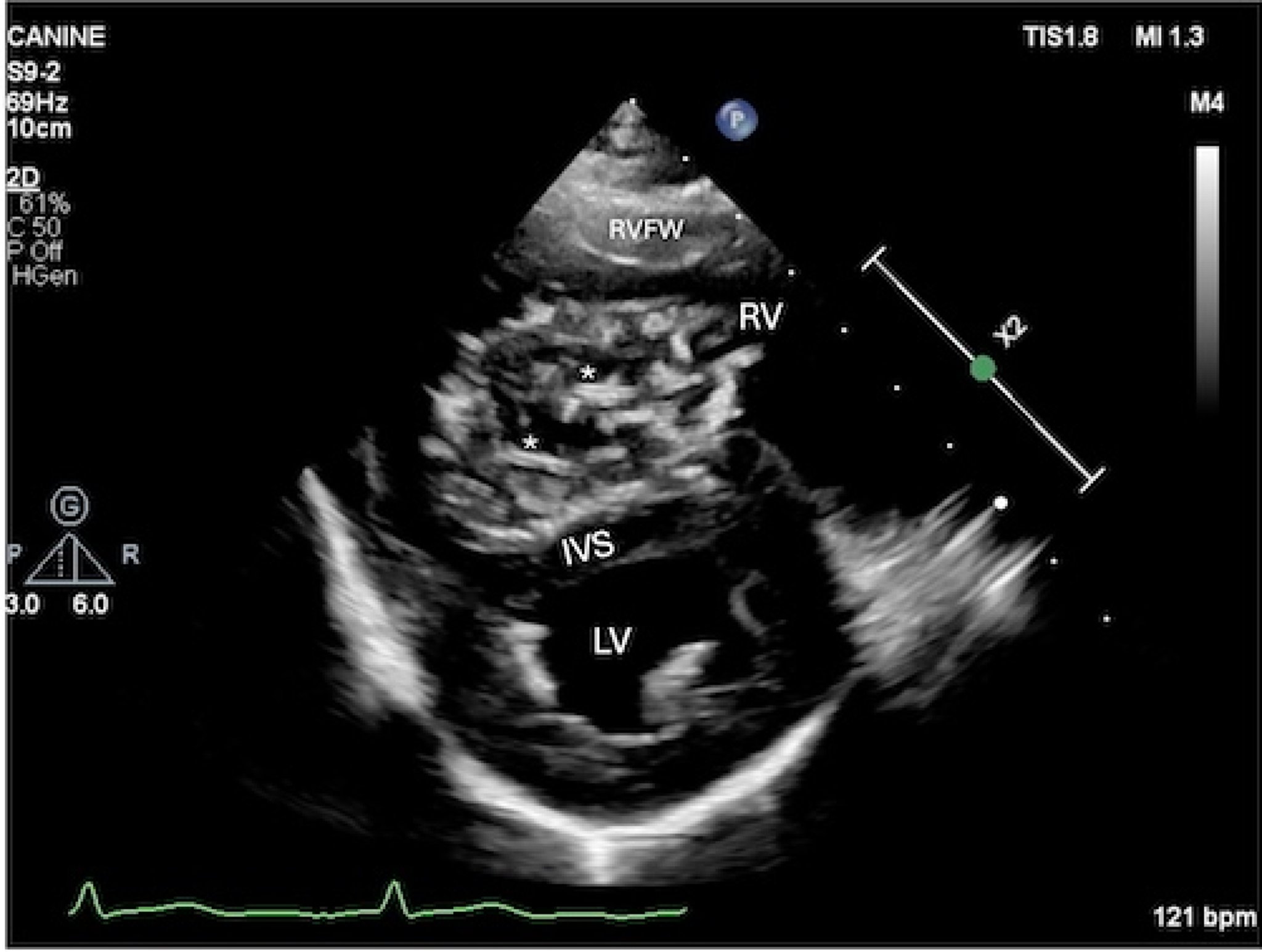 Heartworm disease, echocardiogram, short-axis view, dog