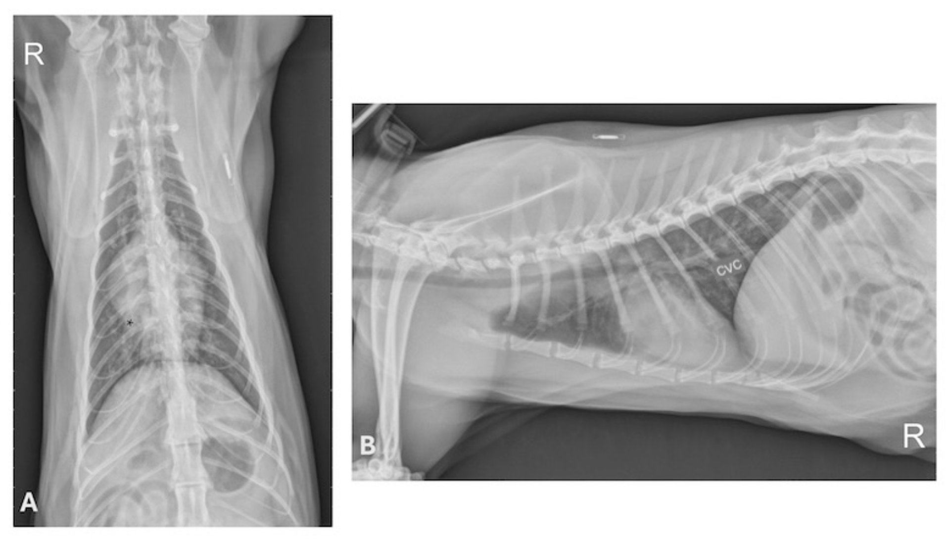 Enfermedad del gusano del corazón, presunta infestación larvaria abortada, radiografías, gato