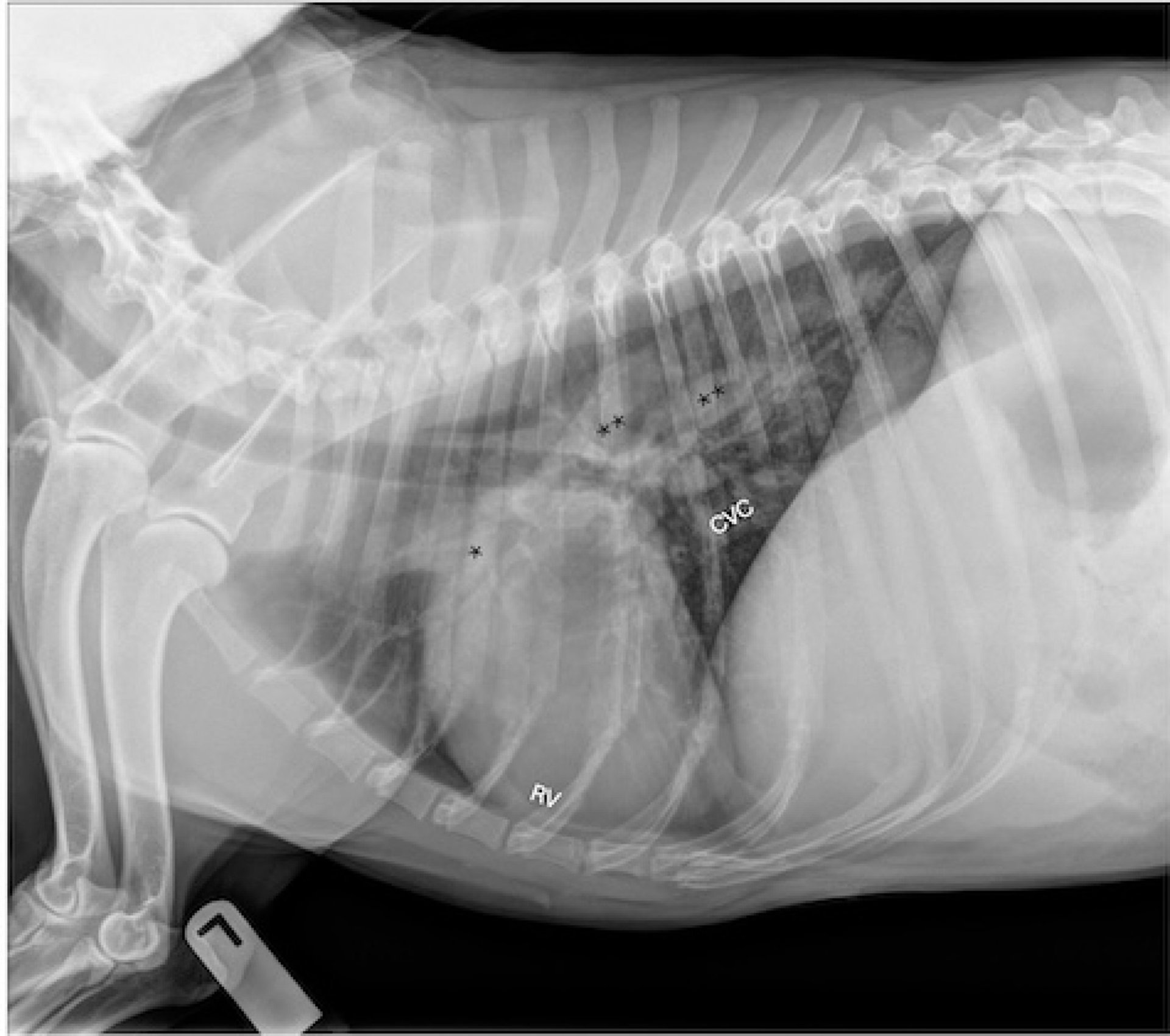 Enfermedad del gusano del corazón, lesiones graves, radiografía lateral izquierda, perro