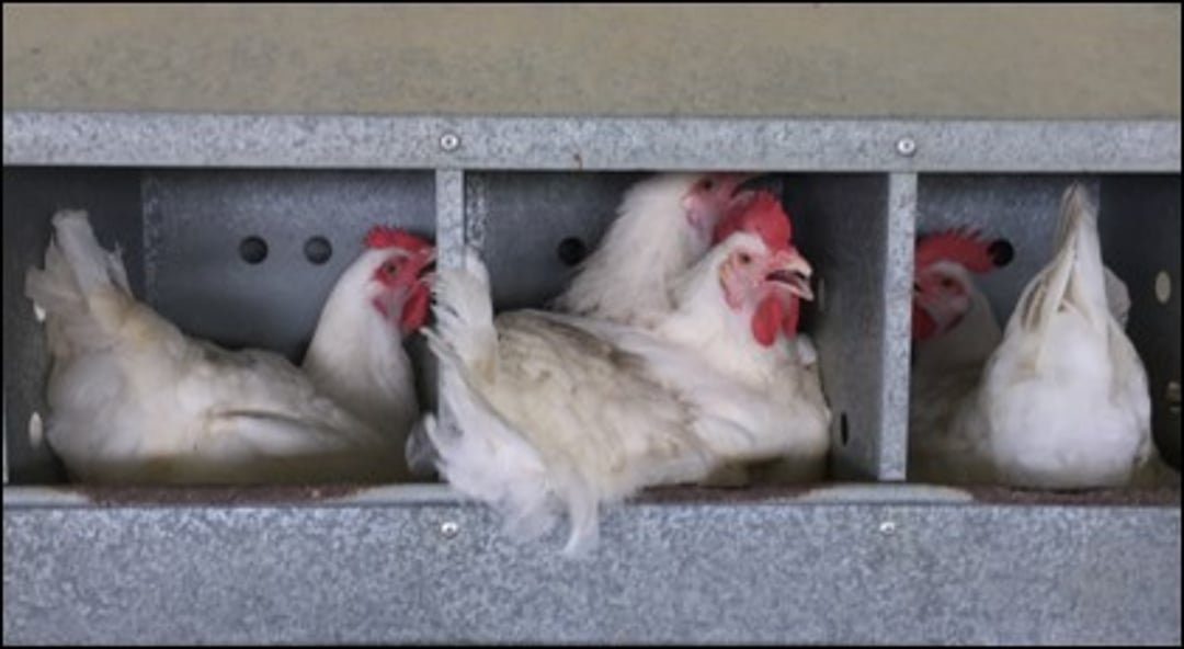 Estrés por calor, gallina