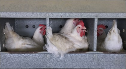 Síndrome de diurese em aves de produção - Poultry - Manual MSD de ...