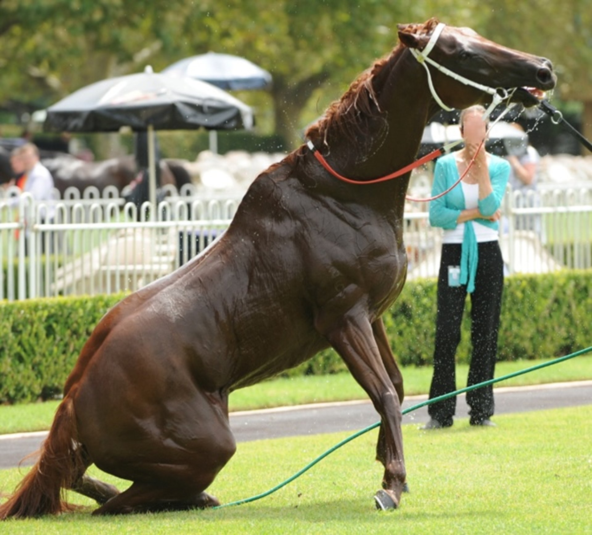 Heat stress, horse