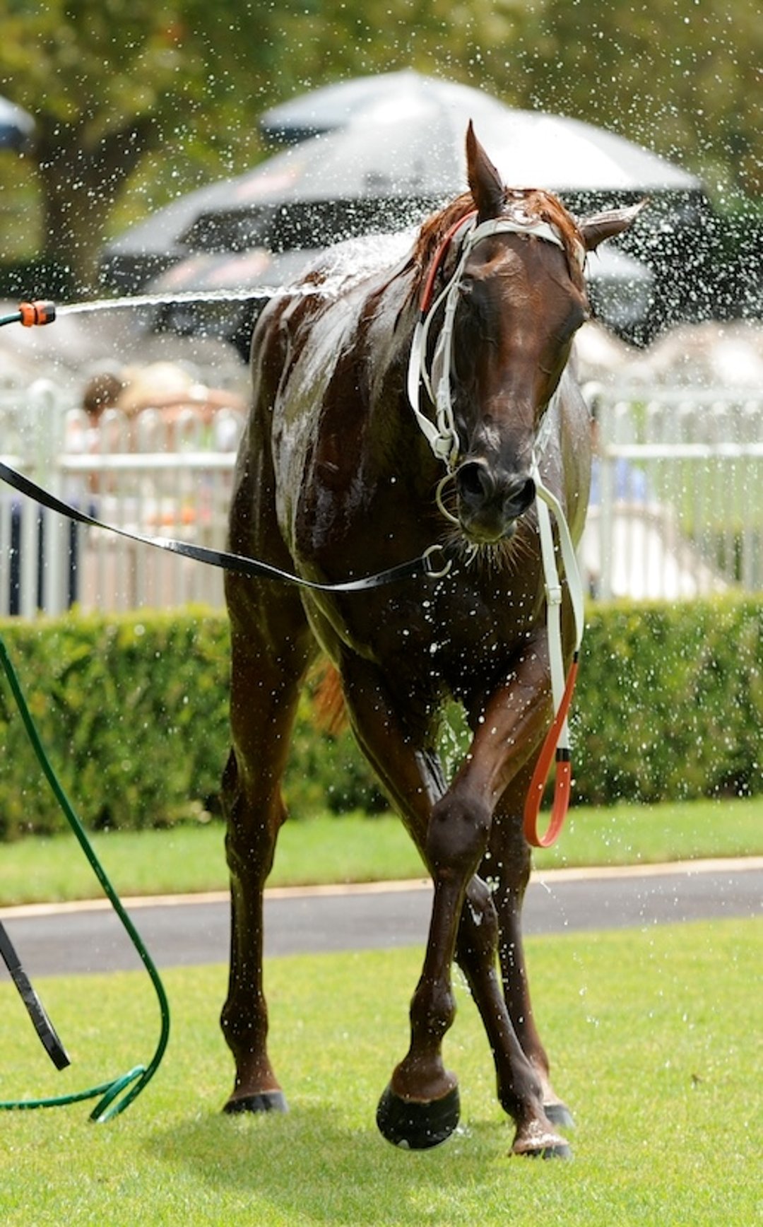 Heat stress, rapid cooling, horse