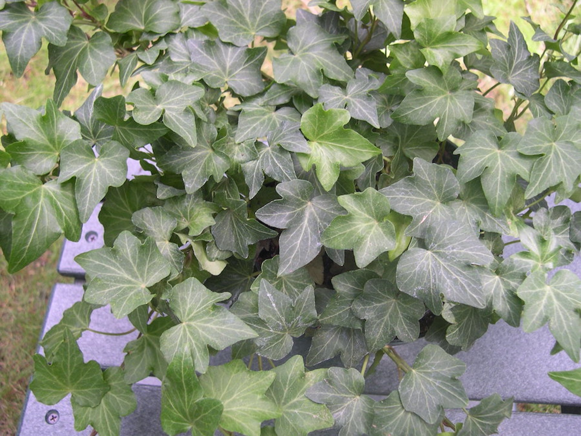 Hiedra (<i >Hedera</i> spp)