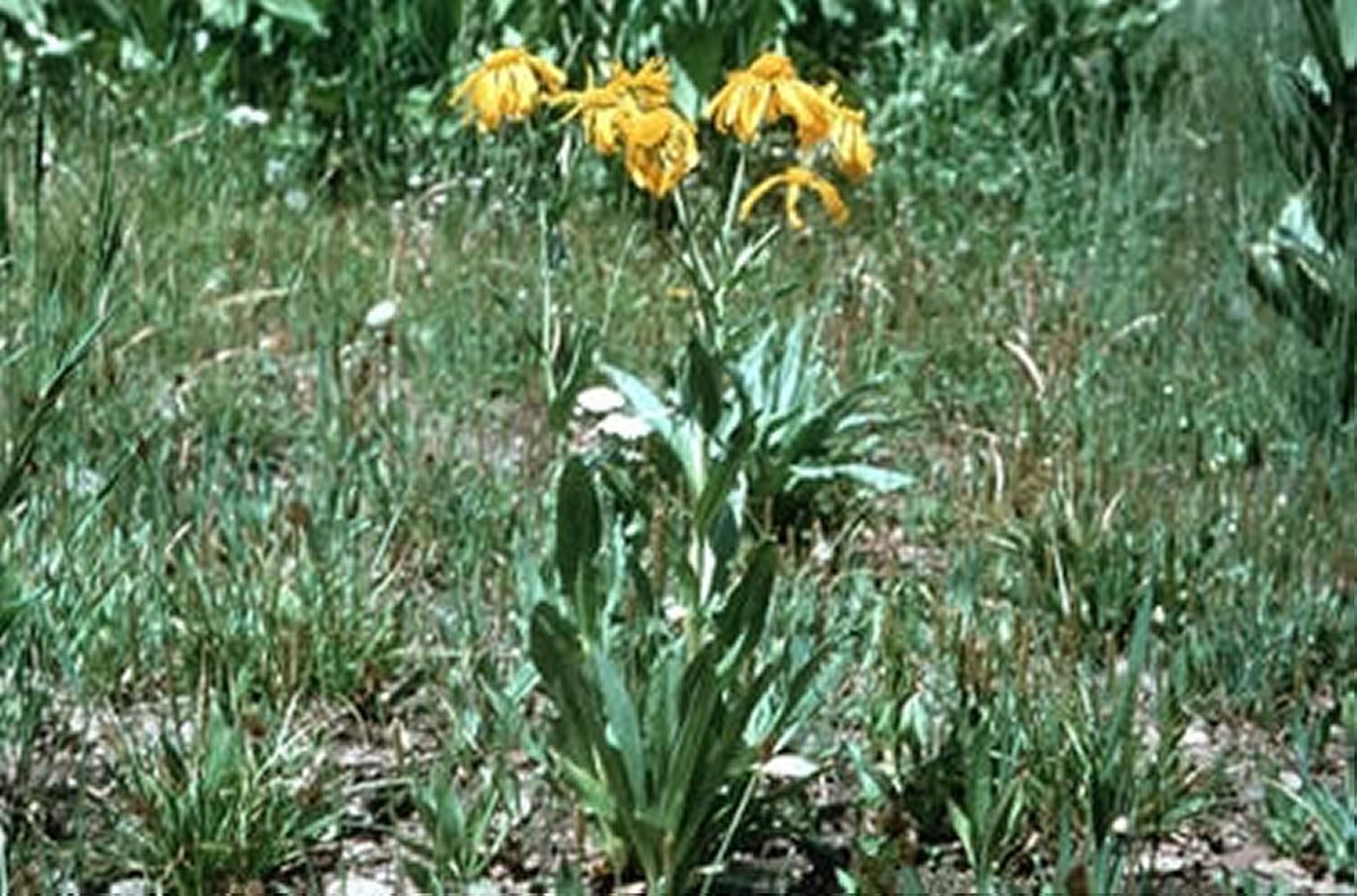 <i >Helenium hoopesii</i> (Sneezeweed)