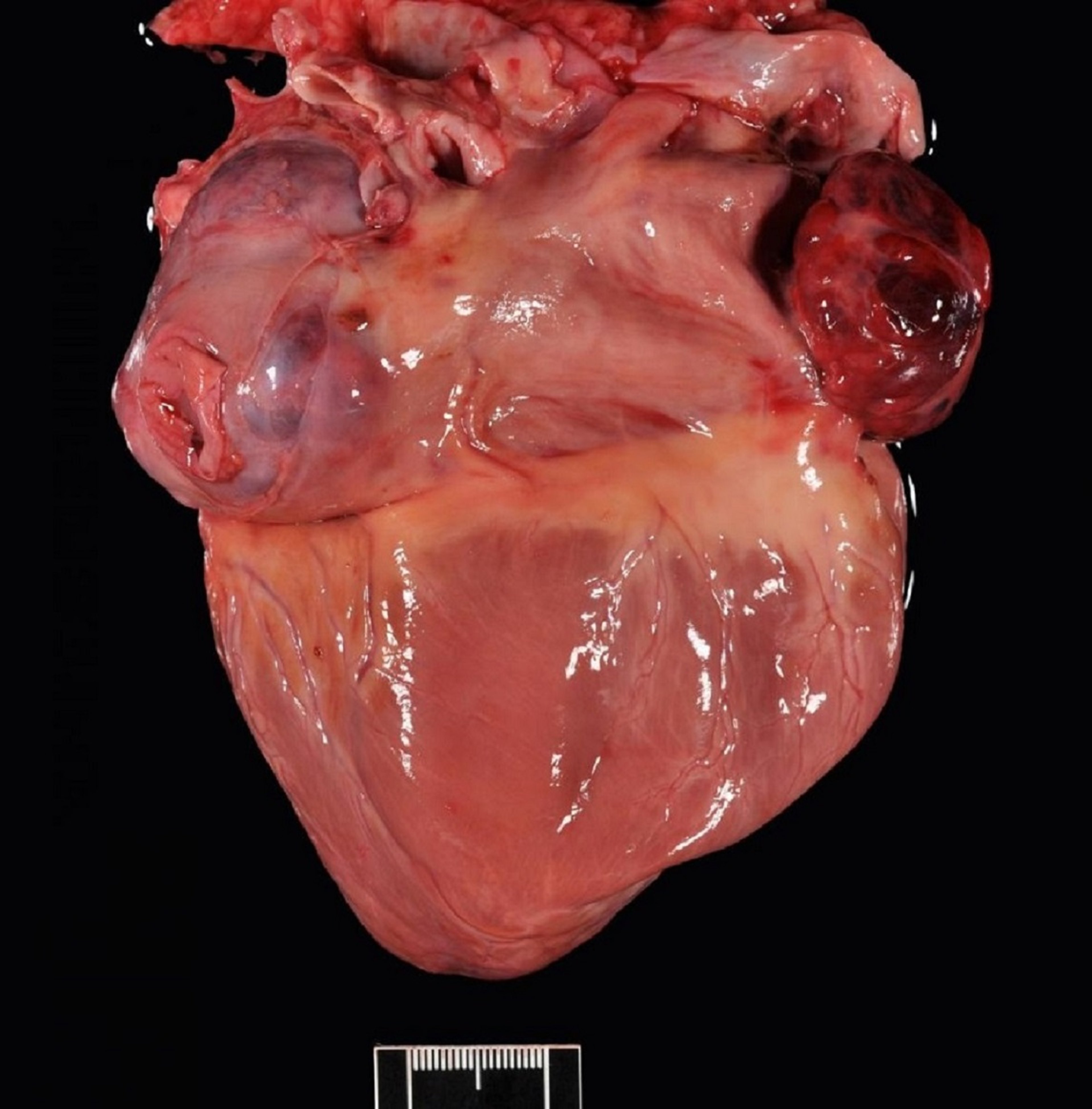 Hemangiosarcoma, perro