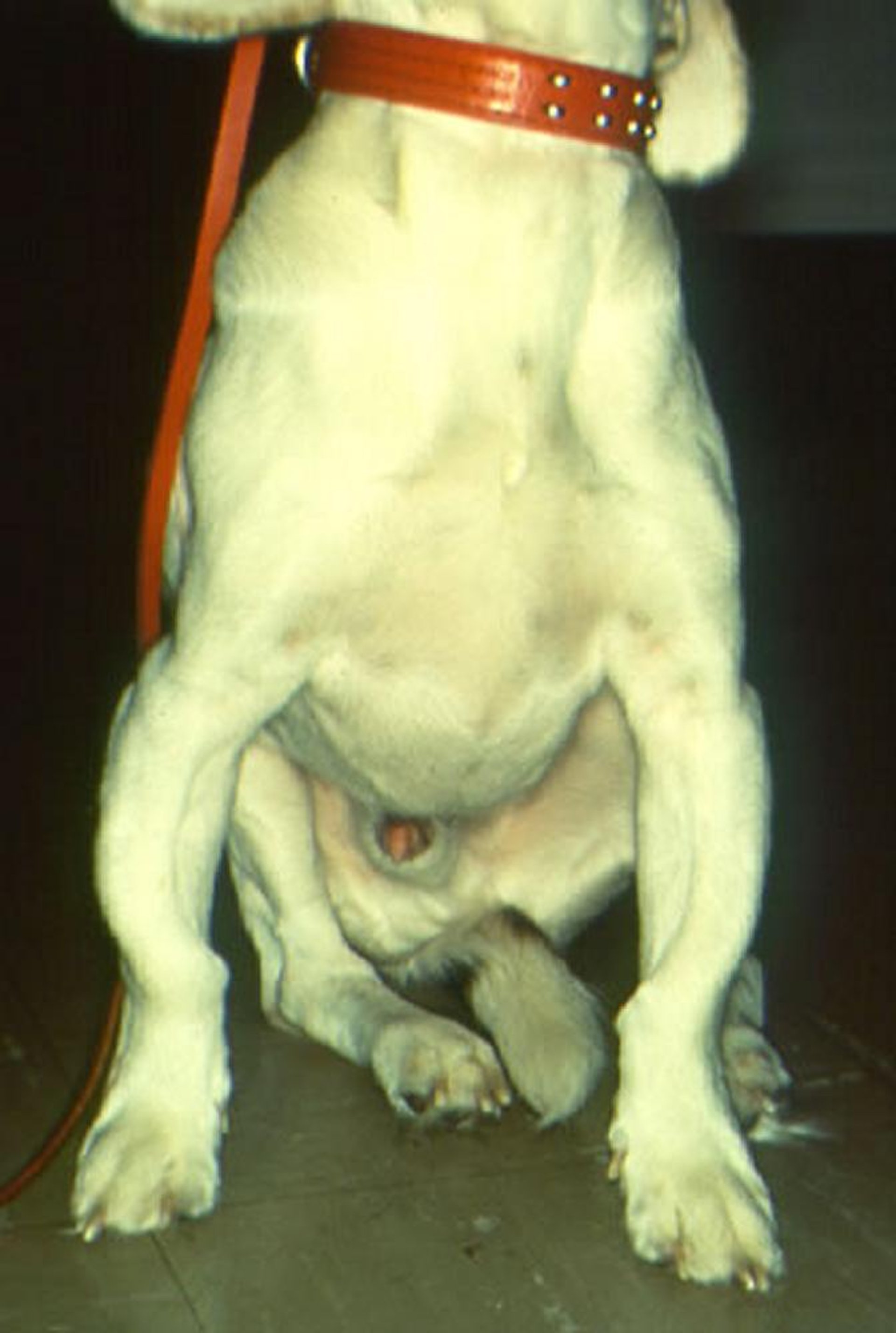 Hemimelia, dog