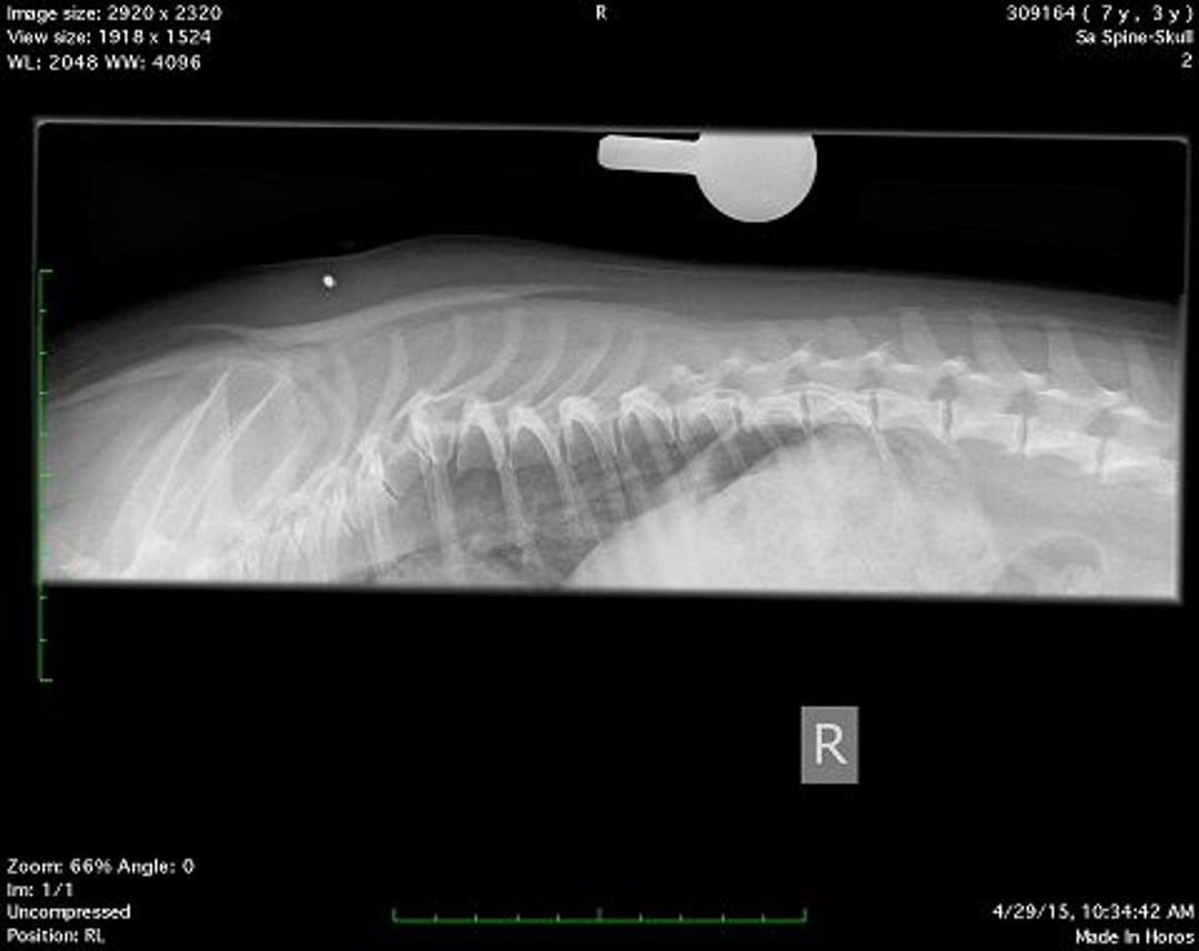 Hemivertebra, dog, radiograph