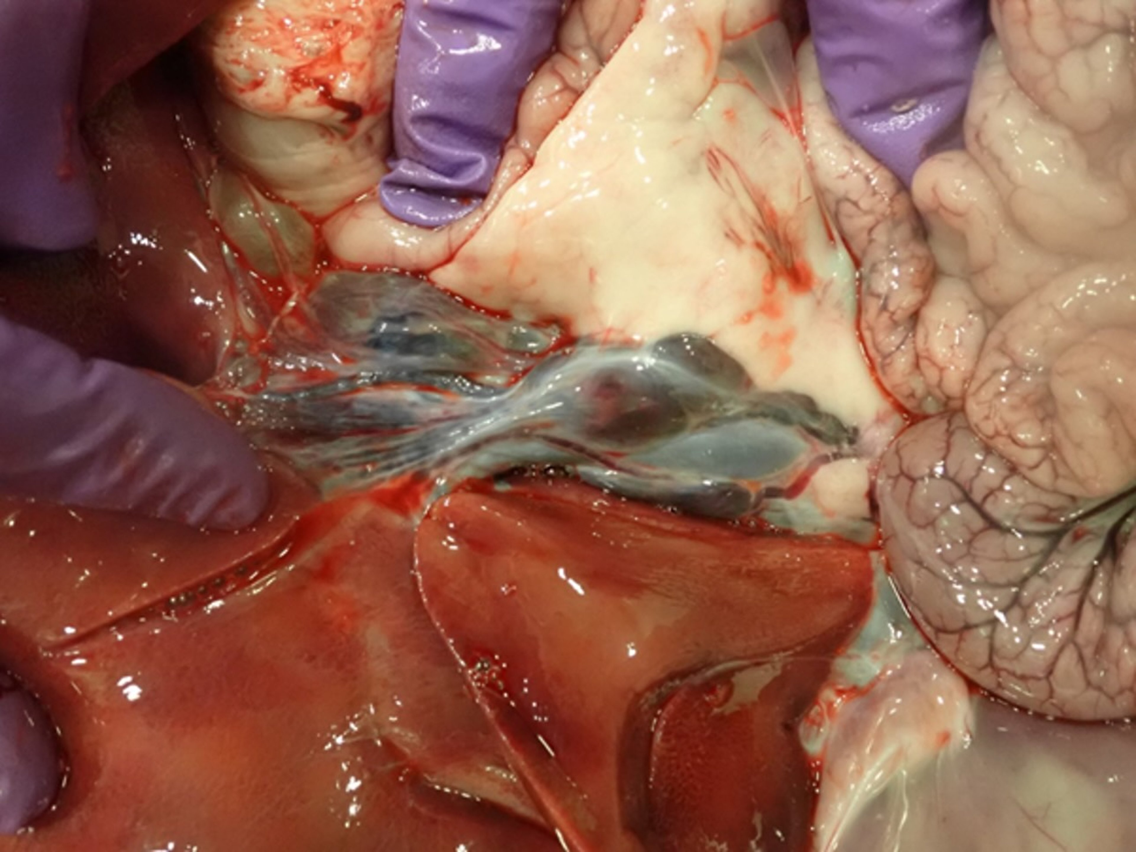 Hemorrhages, gastrohepatic lymph node, pig