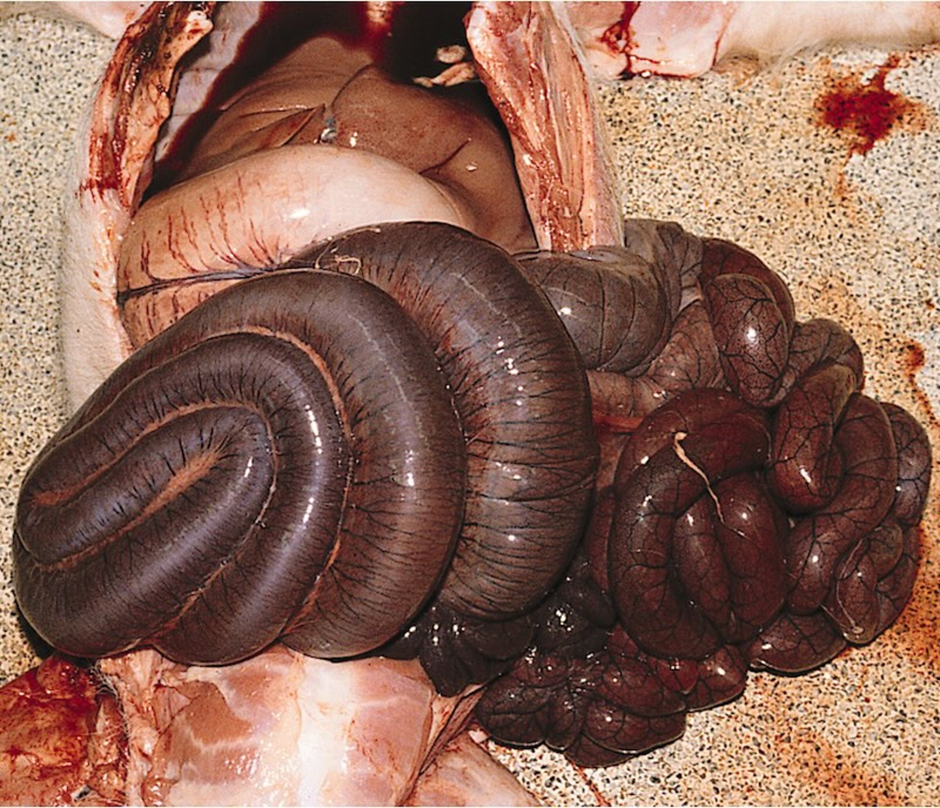 Hemorrhagic bowel syndrome, pig