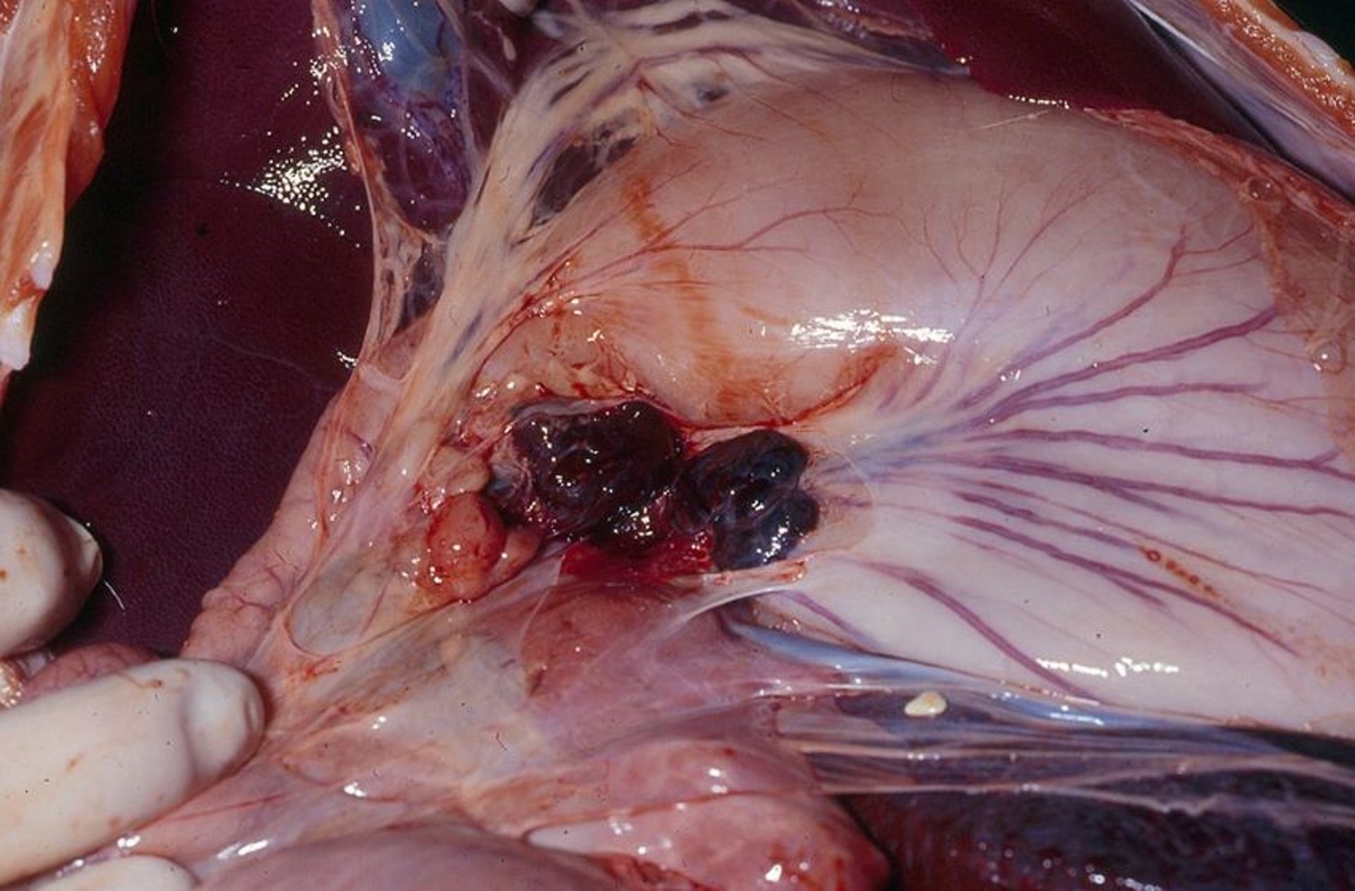 Hemorrhagic gastrohepatic lymph nodes, pig