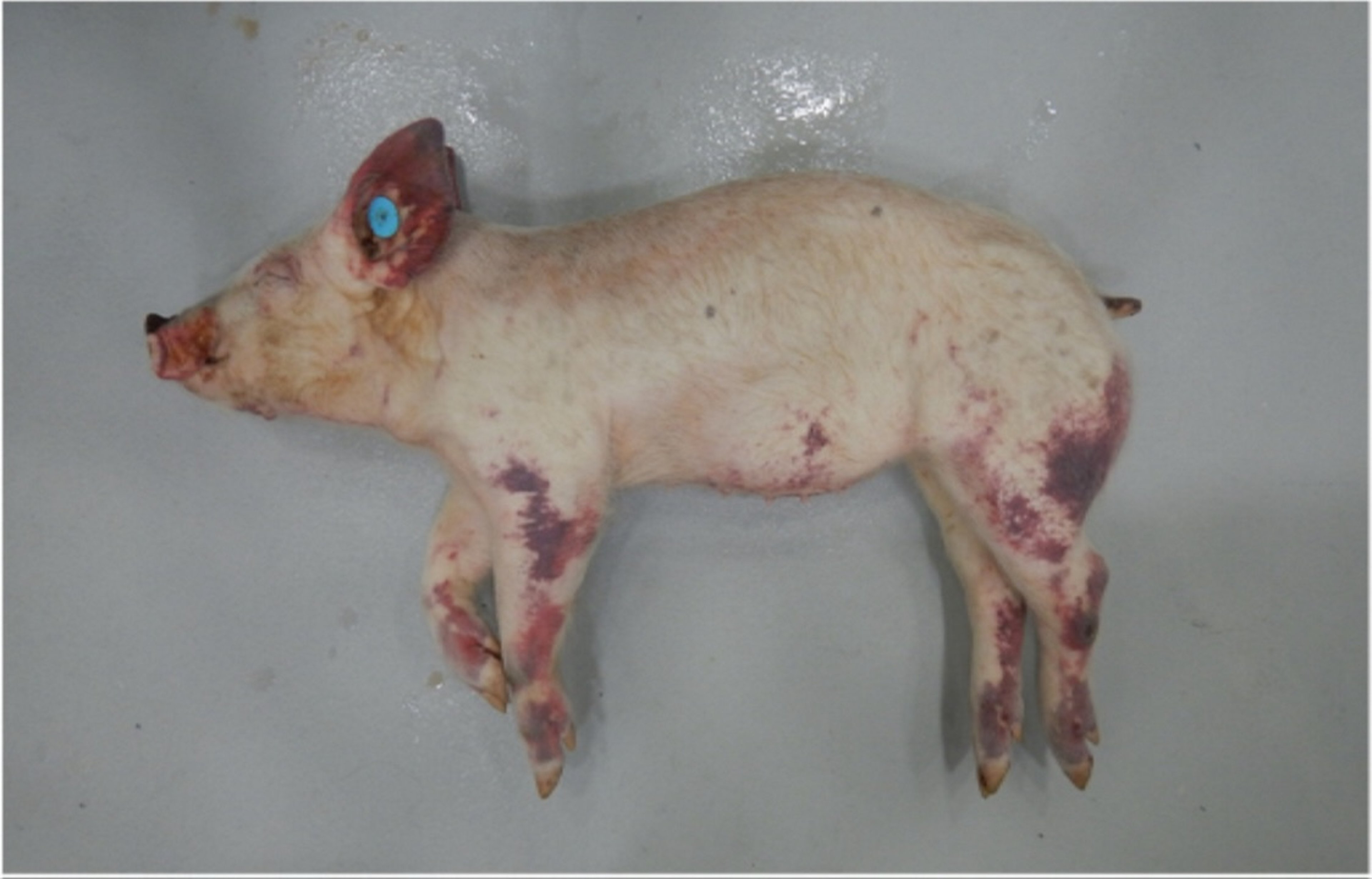 Hemorrhagic skin discoloration, piglet