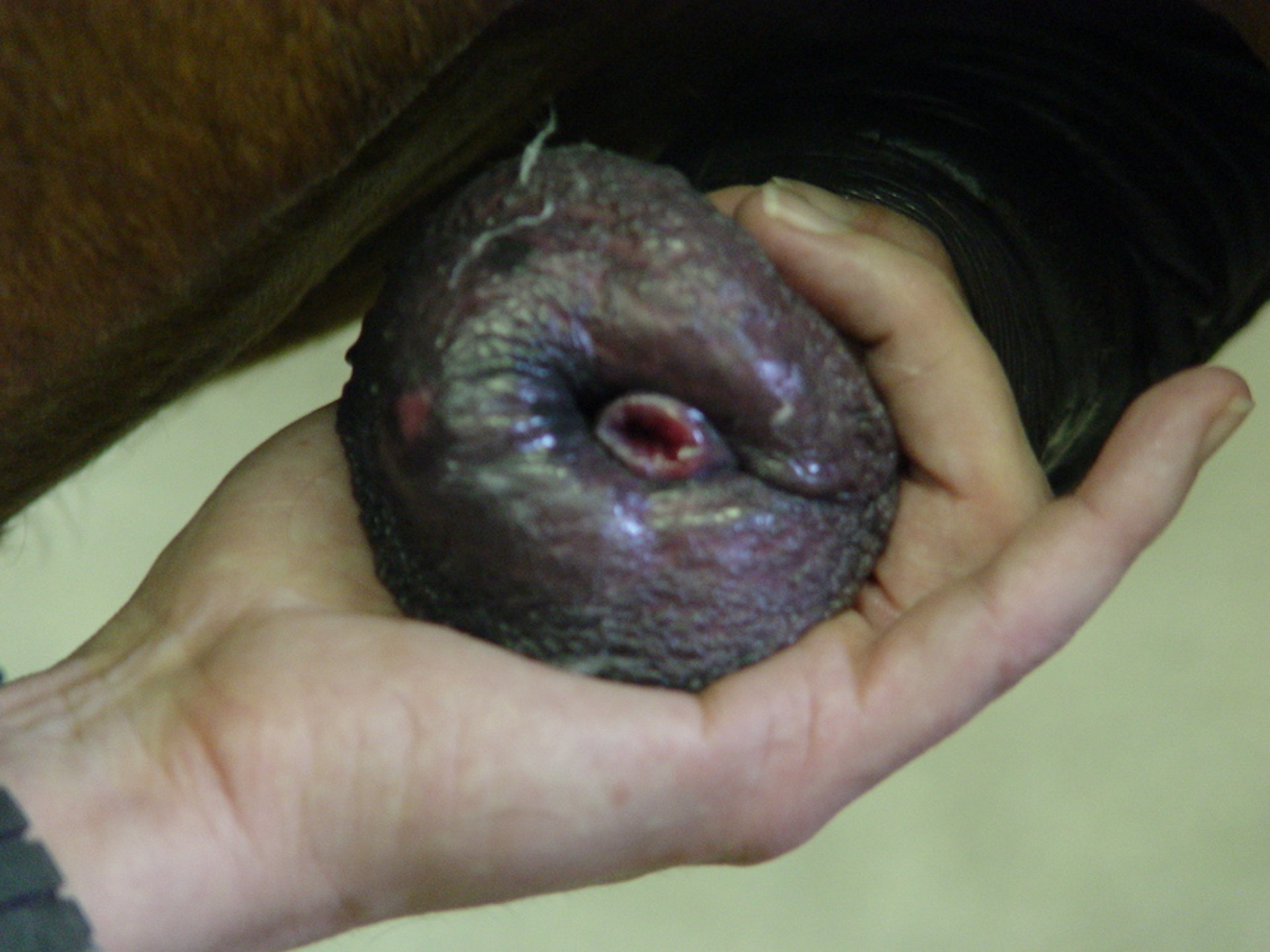 Hemospermia, semental