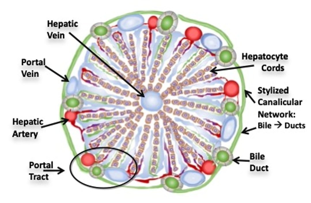 Hepatic lobule