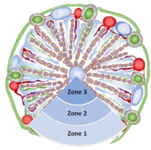 Hepatic lobule, zones
