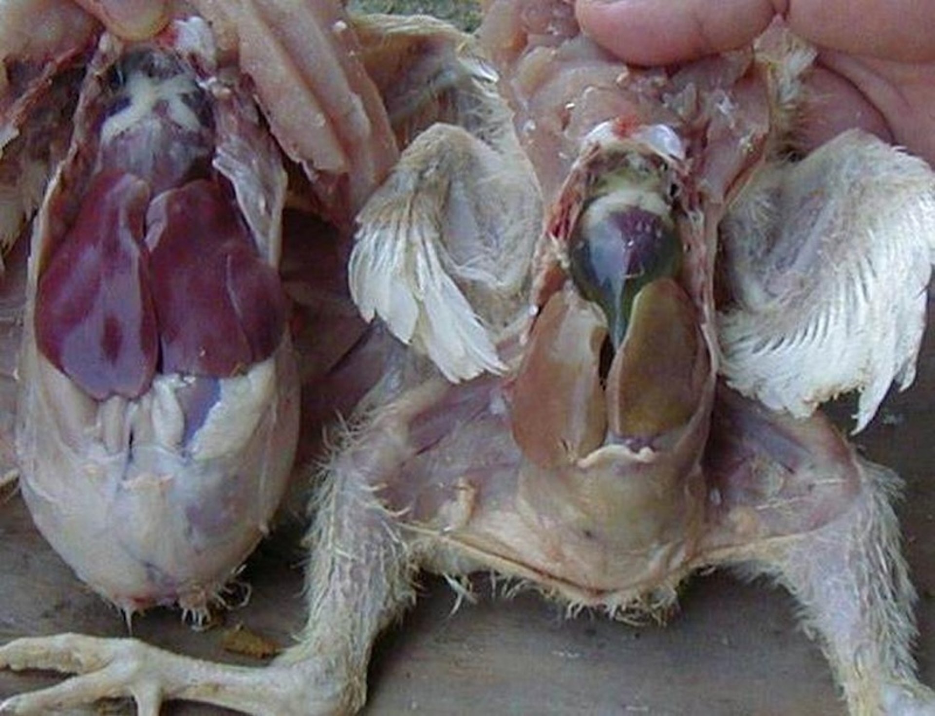 Hepatitis e hidropericardio, aves de producción