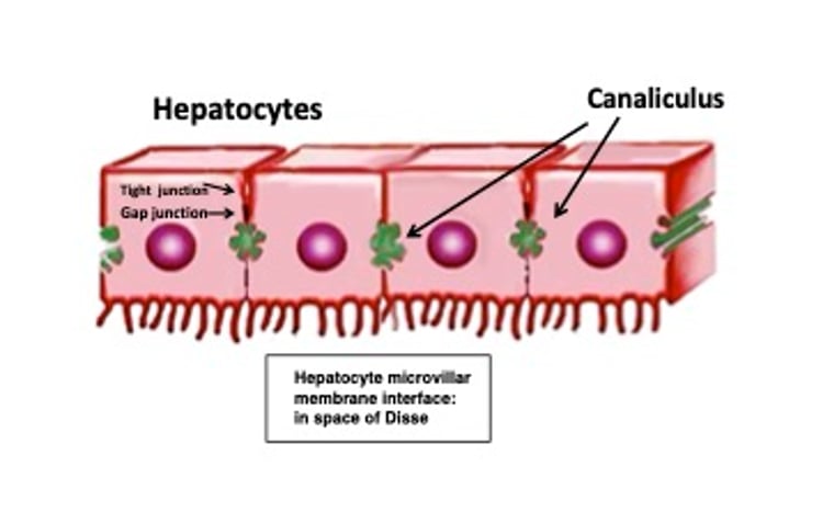 Hepatocito, margen de las microvellosidades