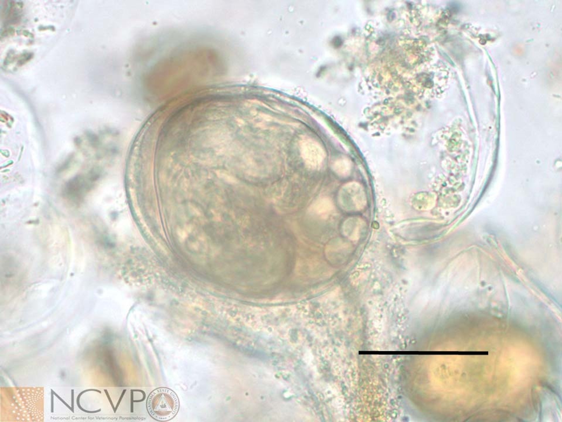 Huevo de <i >Heterobilharzia americana</i>, perro