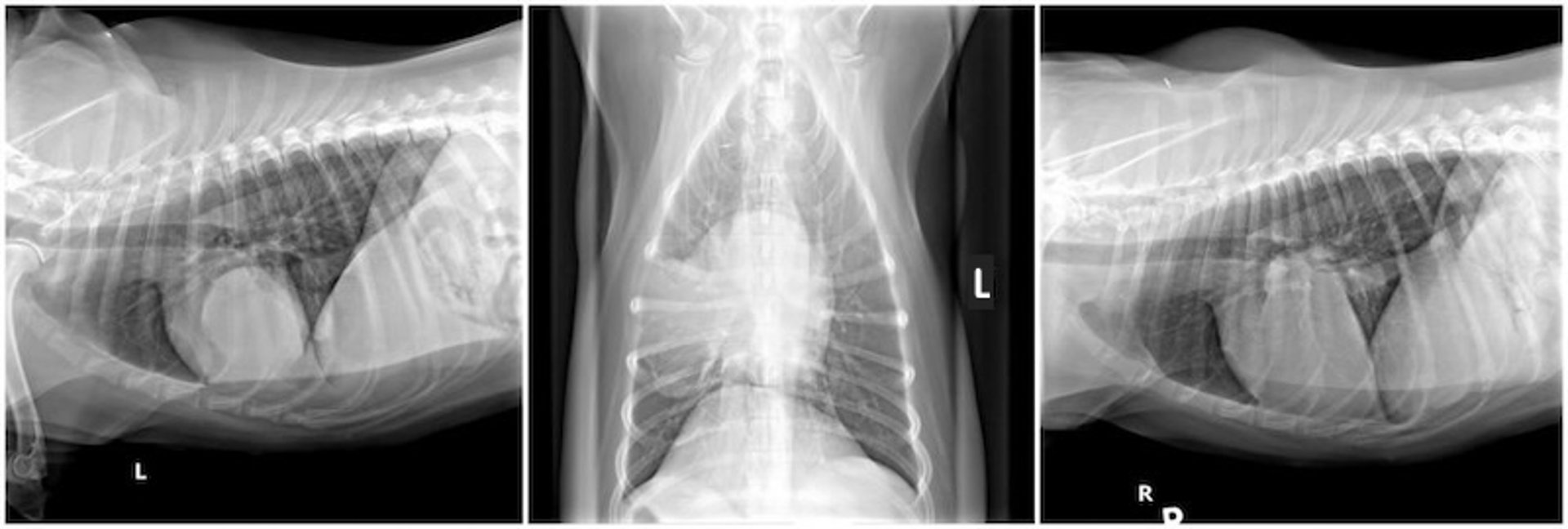 Massa pulmonar “oculta”, cão