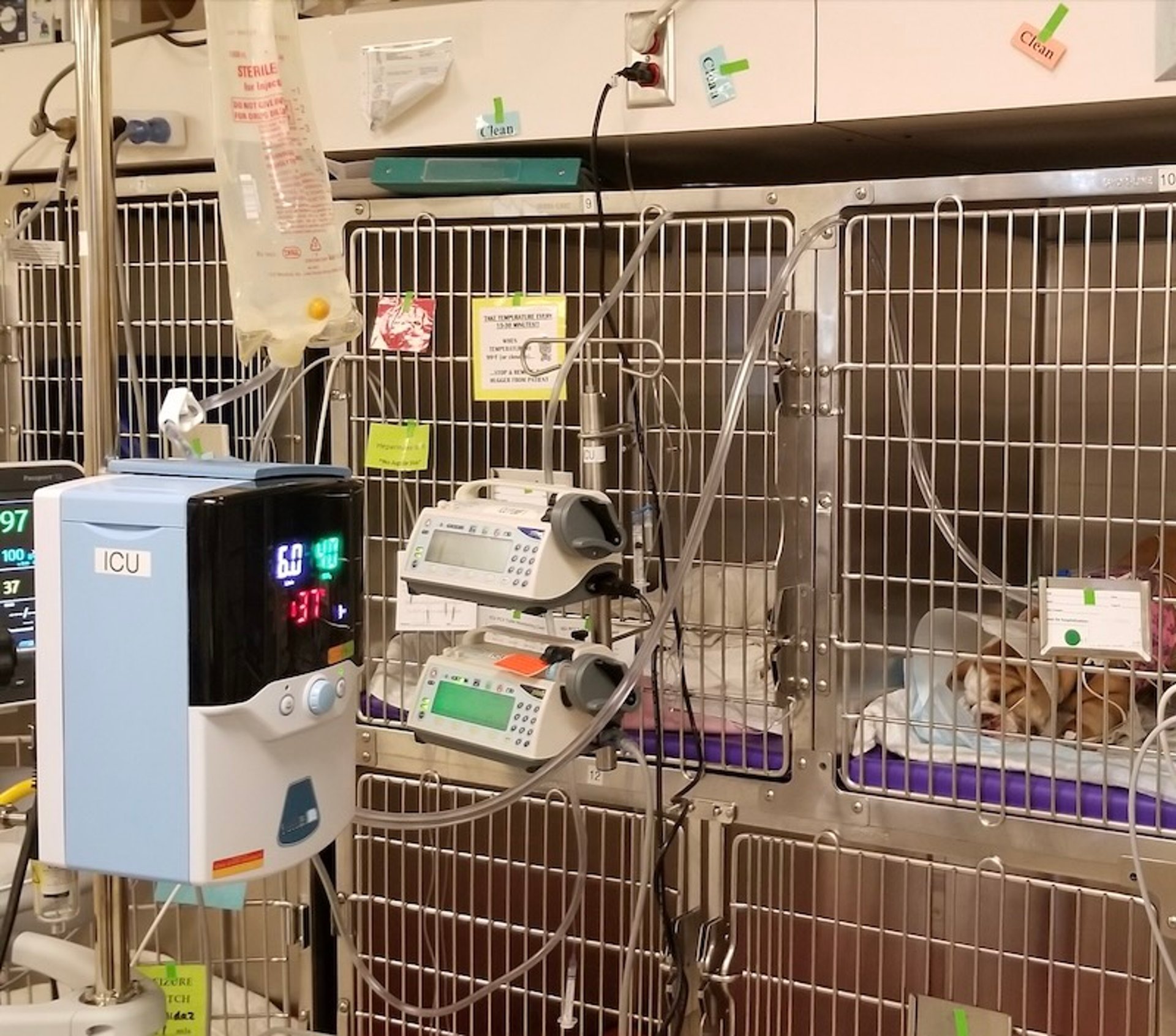 High-flow nasal oxygen, dog