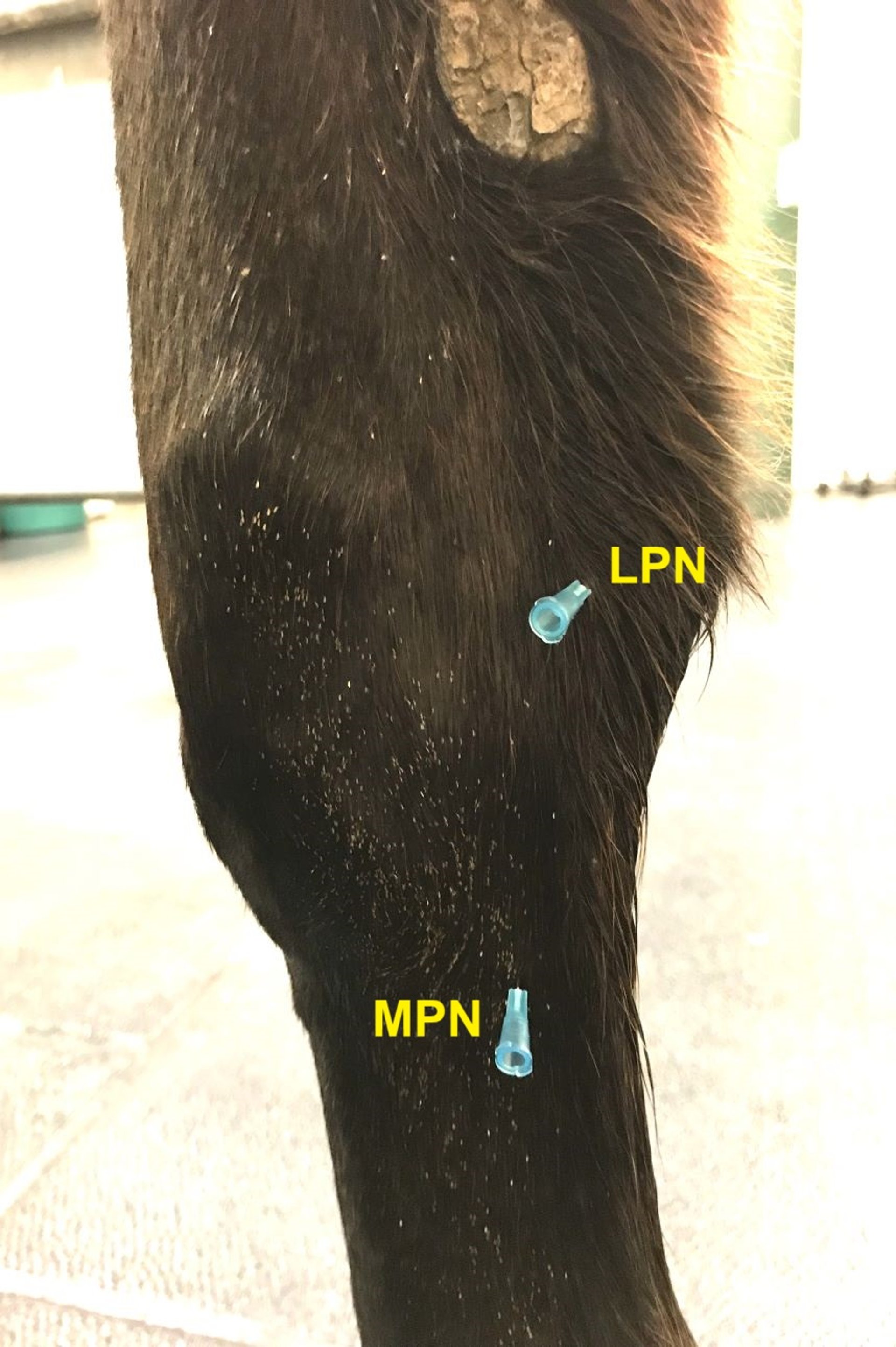 High two-point nerve block, horse