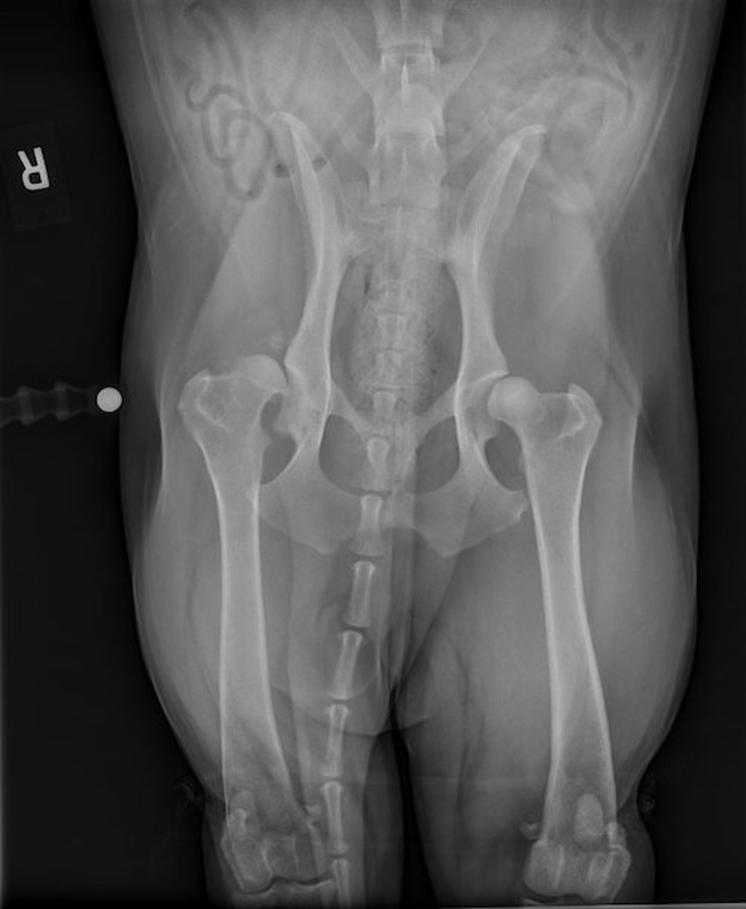 Displasia de cadera, perro