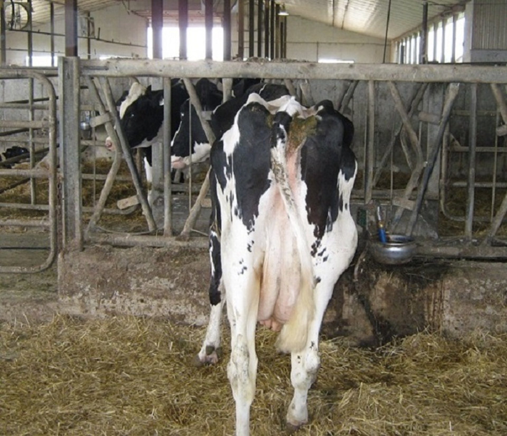 Lesión de cadera, vaca