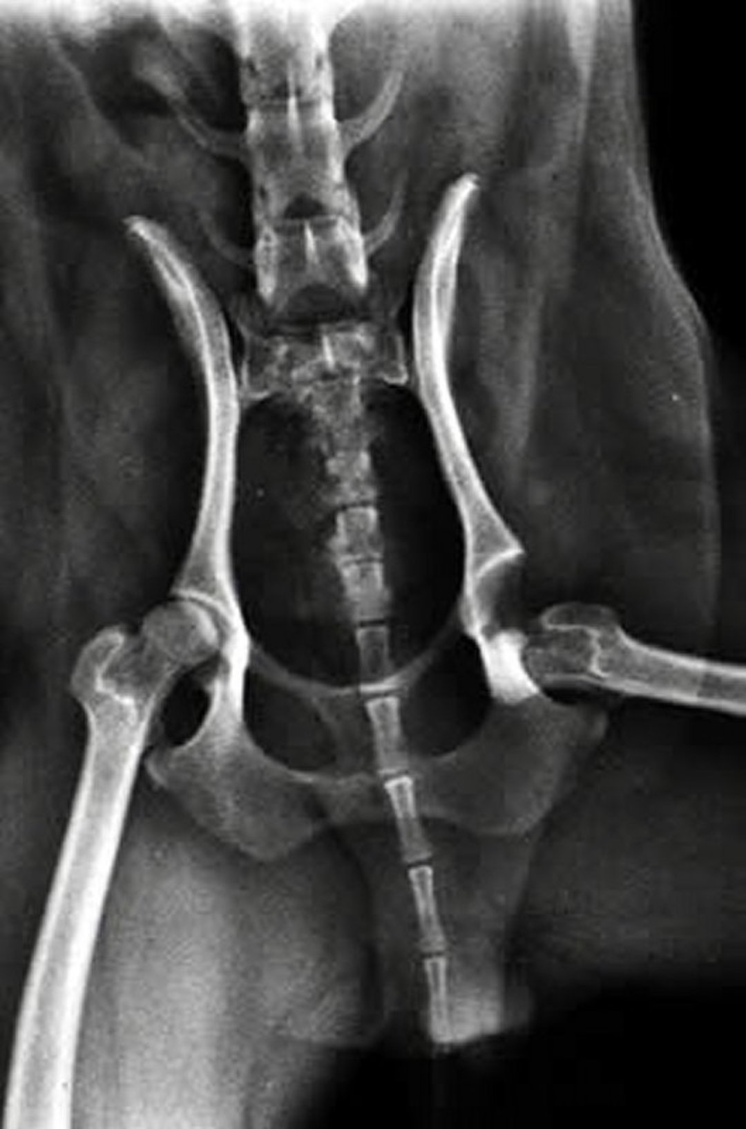 Hip luxation, radiograph, dog