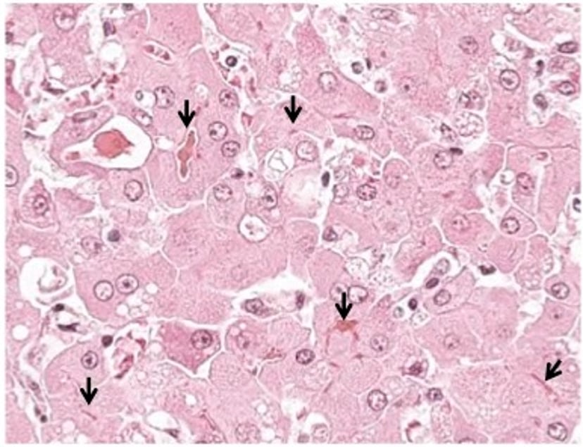 Histologic section, stained, dog