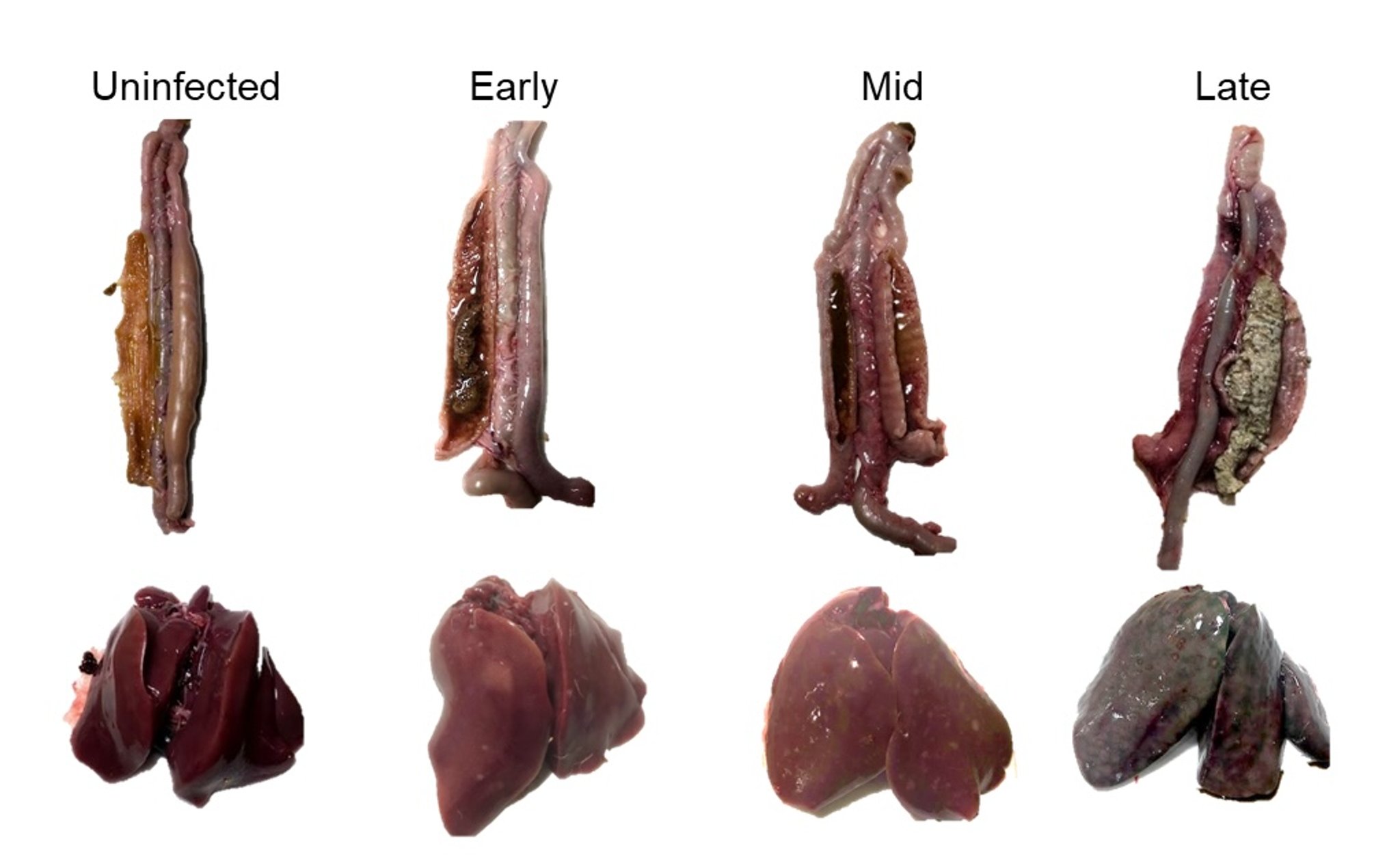 Histomoniasis progression, turkeys