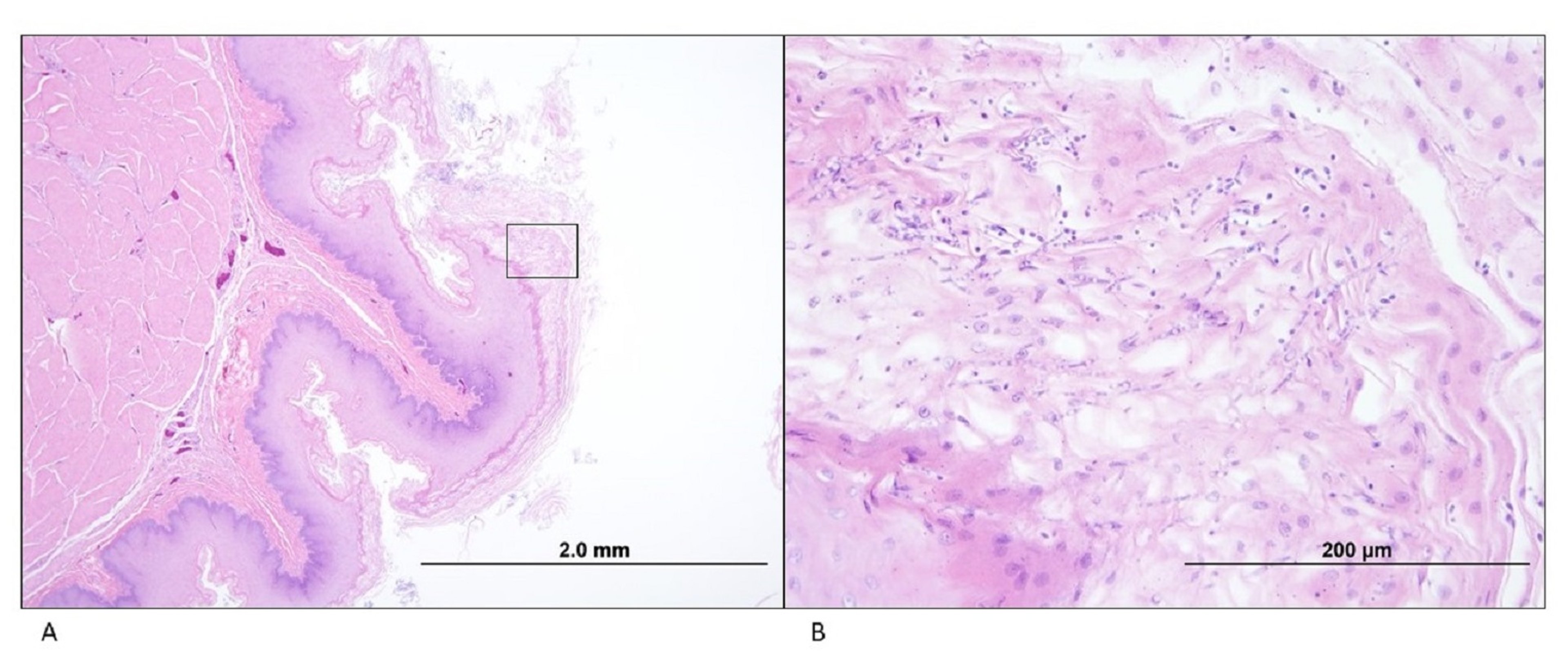 Candidíase em um papo, galinha poedeira