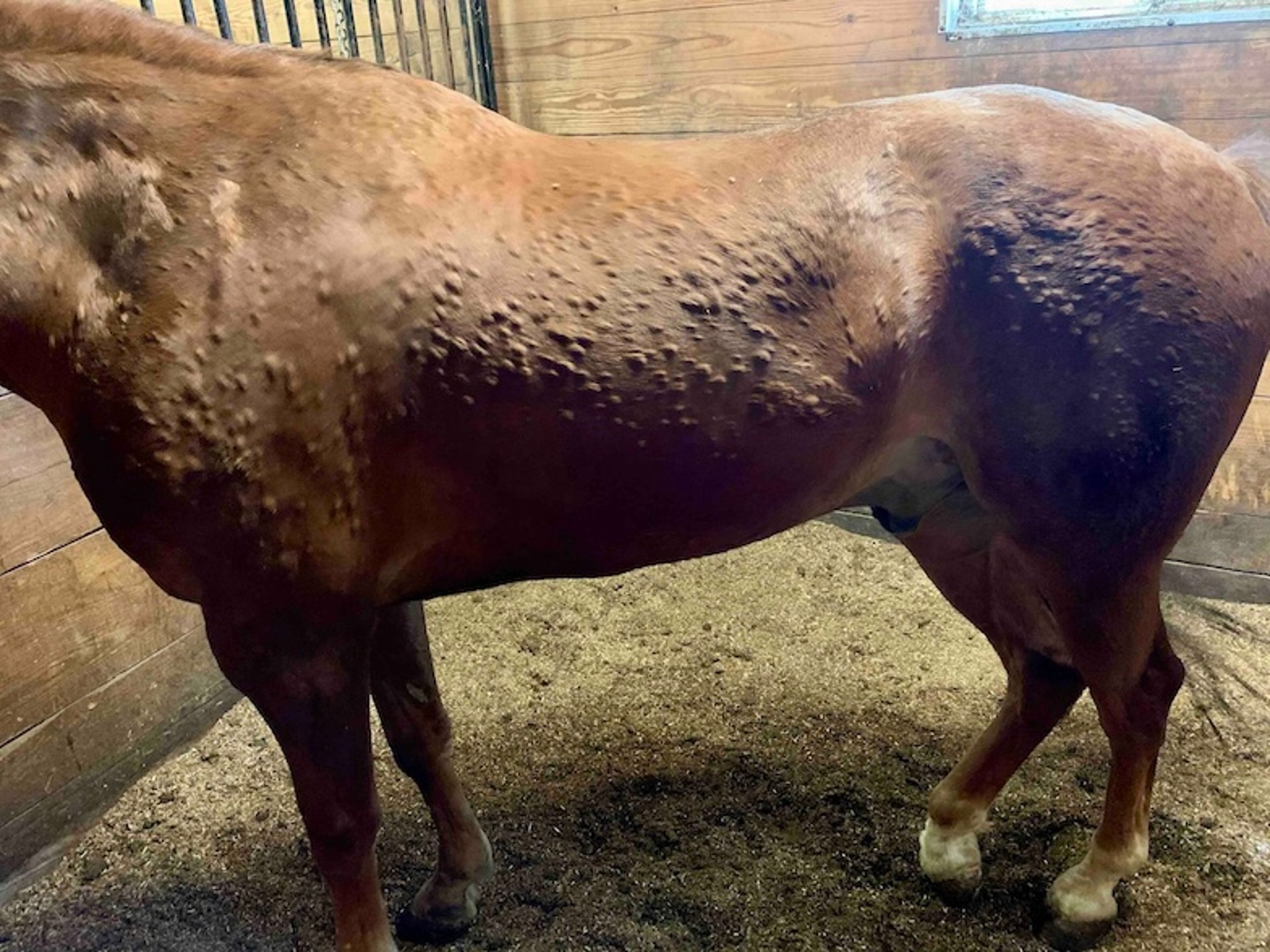 Hives, horse