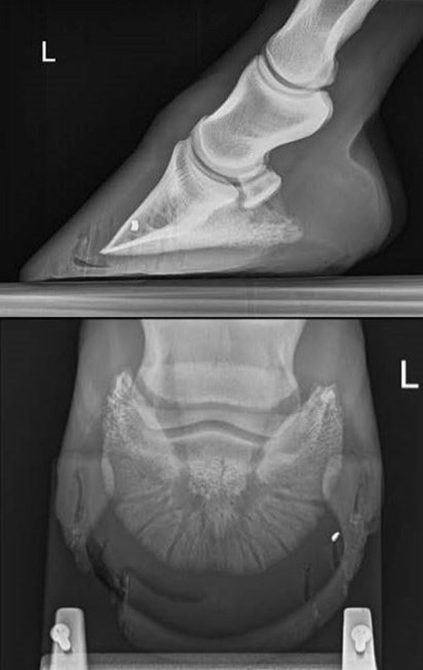 Hoof abscess, radiographs, horse