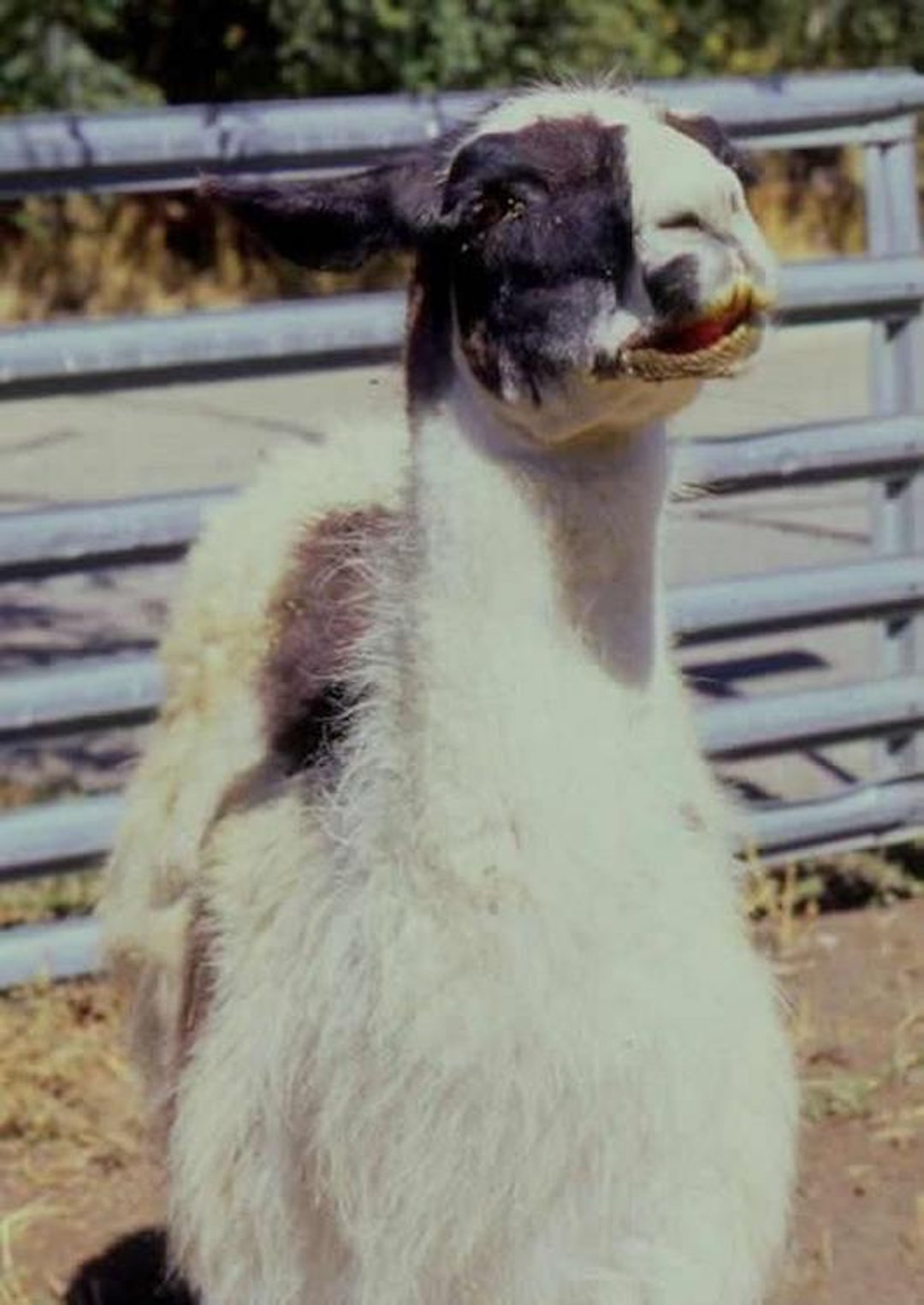 Síndrome de Horner, llama