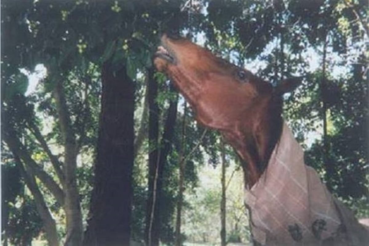Caballos que pastan en las hojas de la higuera